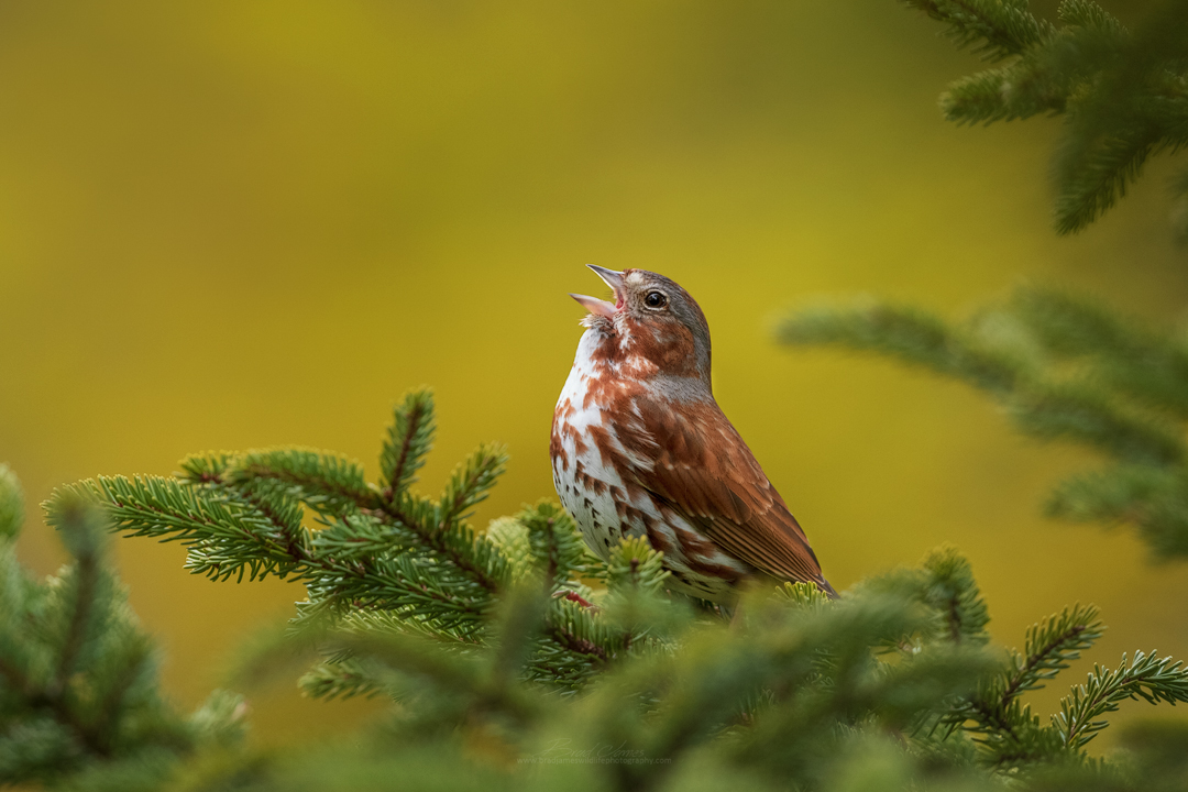 2019_FoxSparrow_April_2.jpg