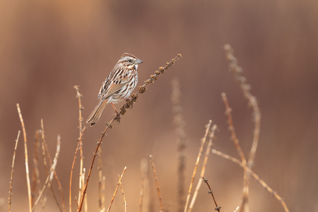 2019_SongSparrow_April_1.jpg