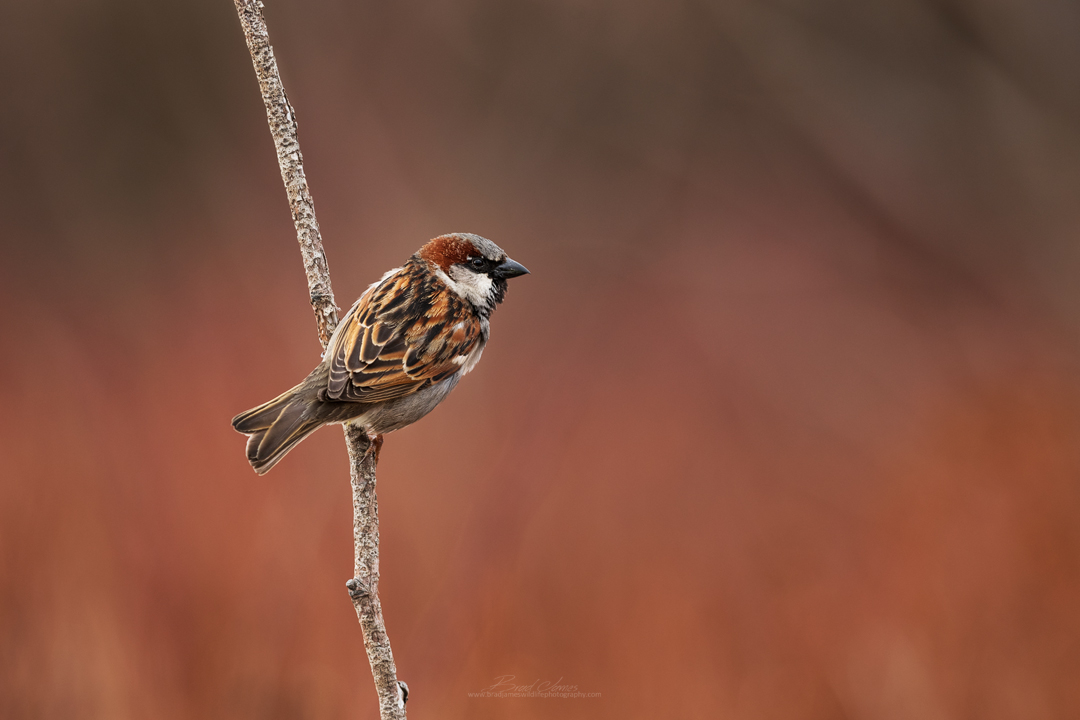 2019_HouseSparrow_May_1H.jpg