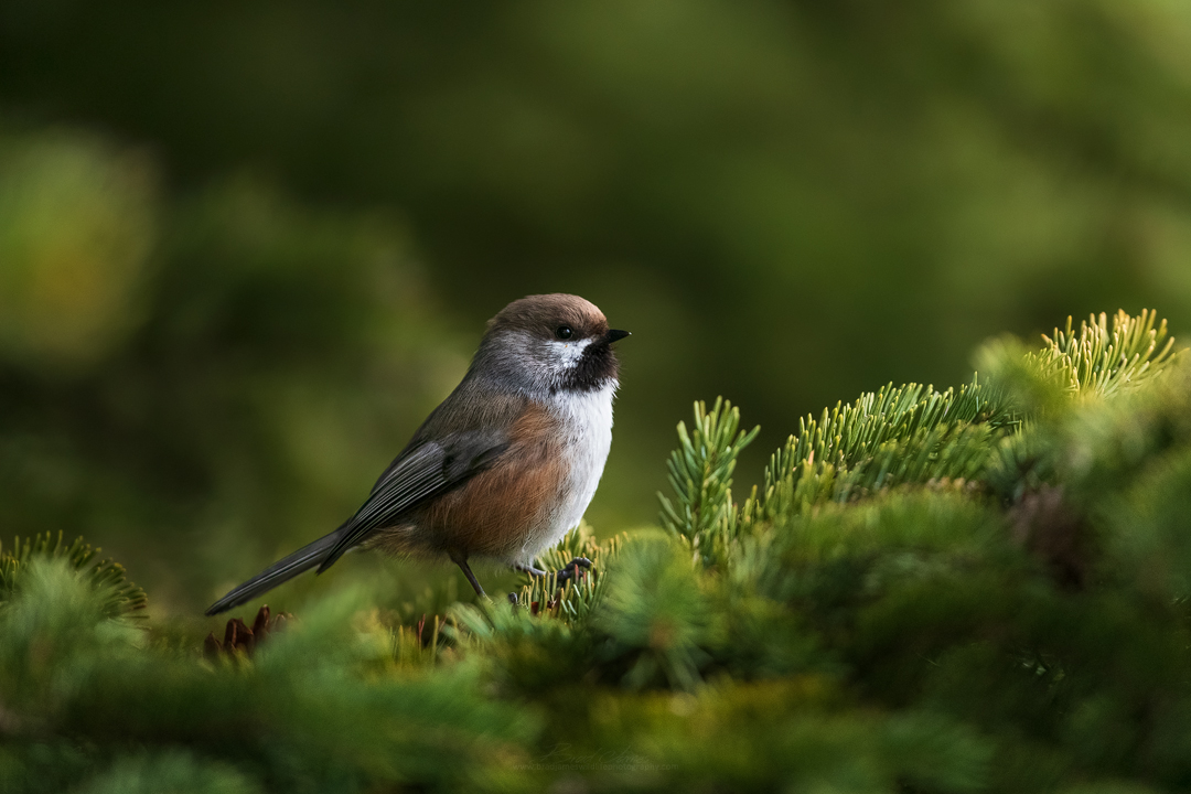 2019_BorealChickadee_May_2.jpg
