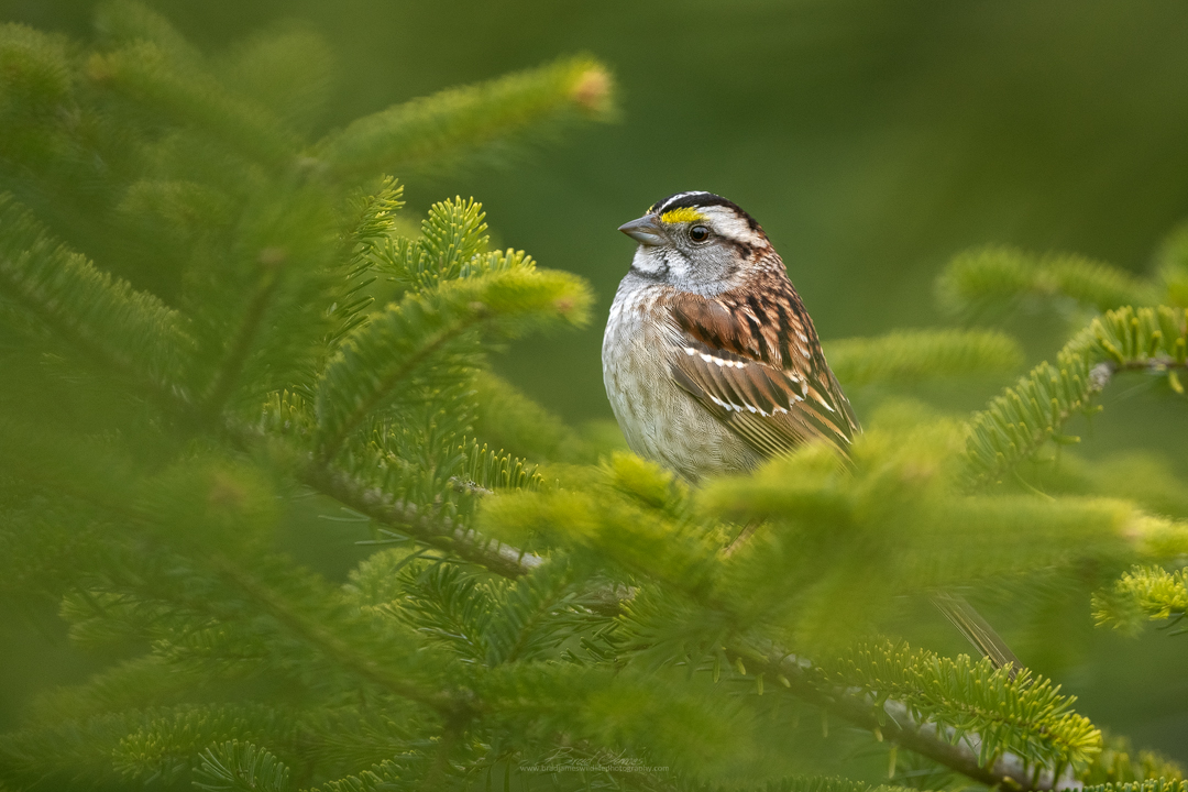 2019_WhiteThroatedSparrow_May_1.jpg