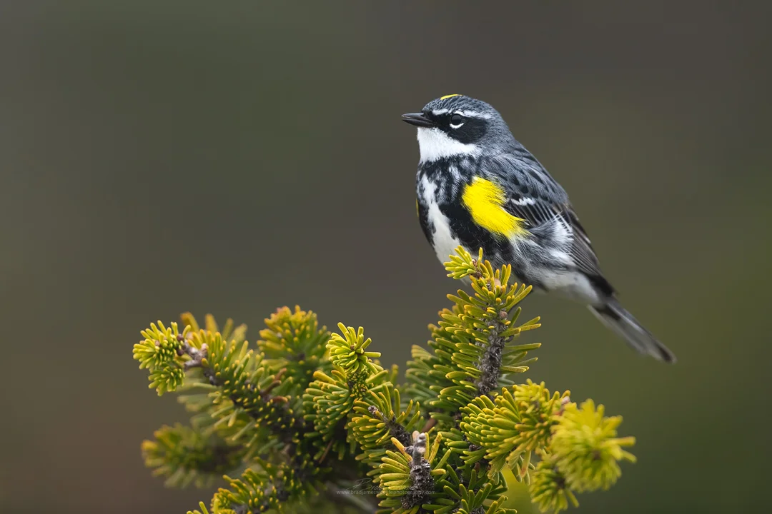 2019_YellowrumpedWarbler_May_4.jpg