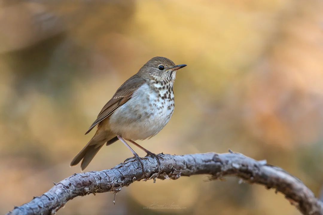 2019_HermitThrush_May_2.jpg