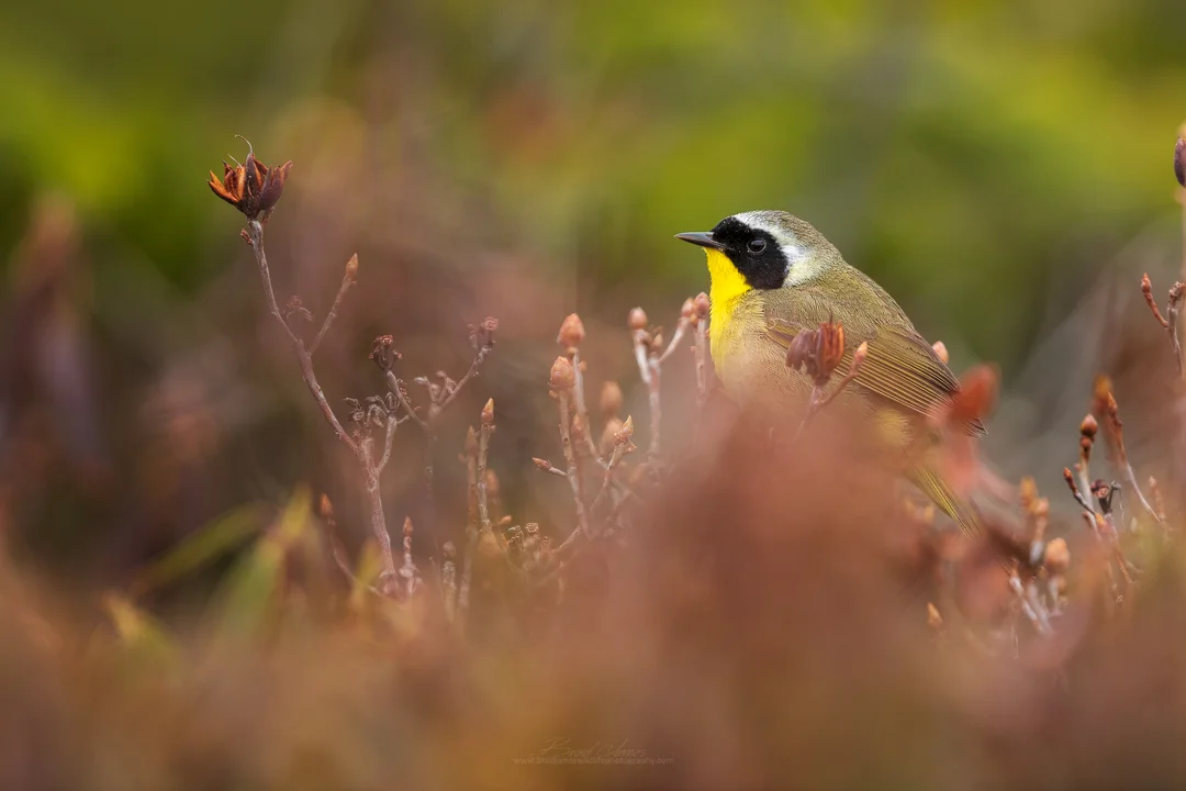 2019_CommonYellowThroat_June_3.jpg