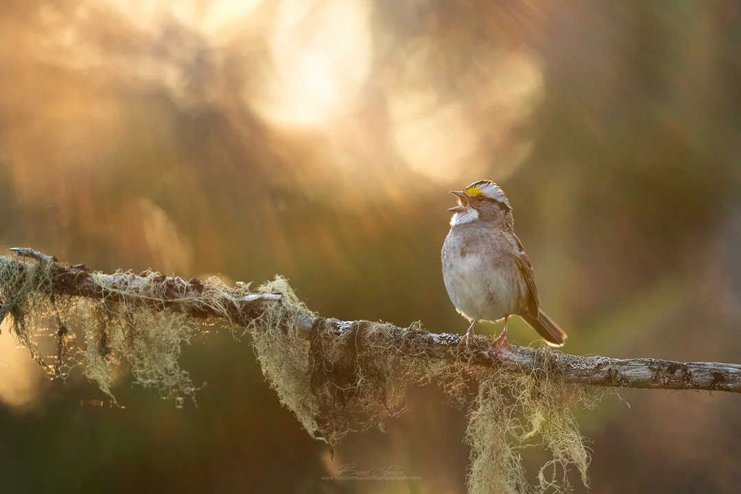 Song Bird Update...