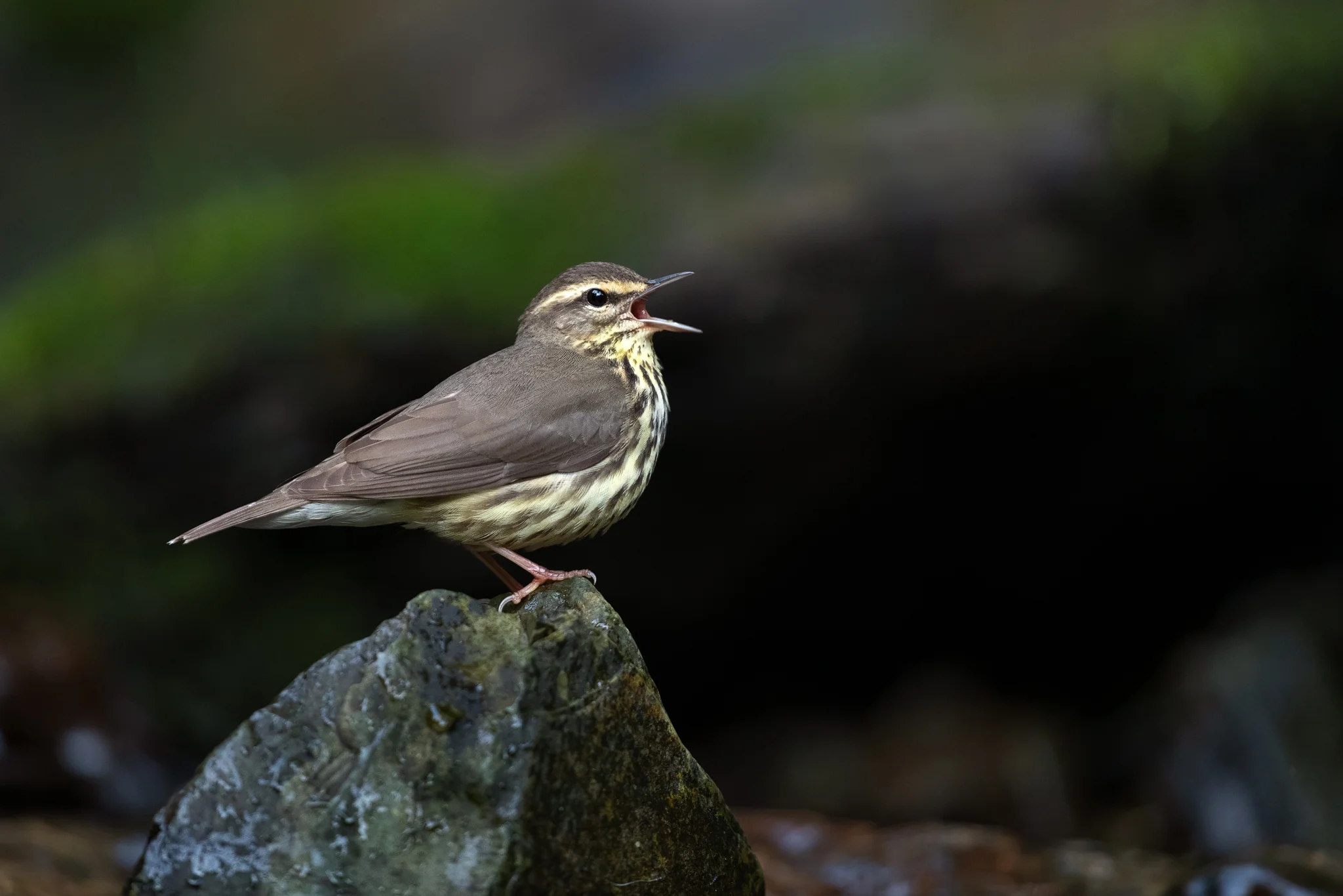 2019_NorthernWaterThursh_May_2WS.jpg
