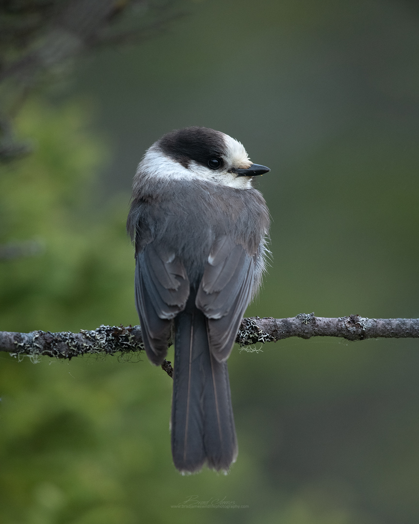 2019_GrayJay_June_3.jpg