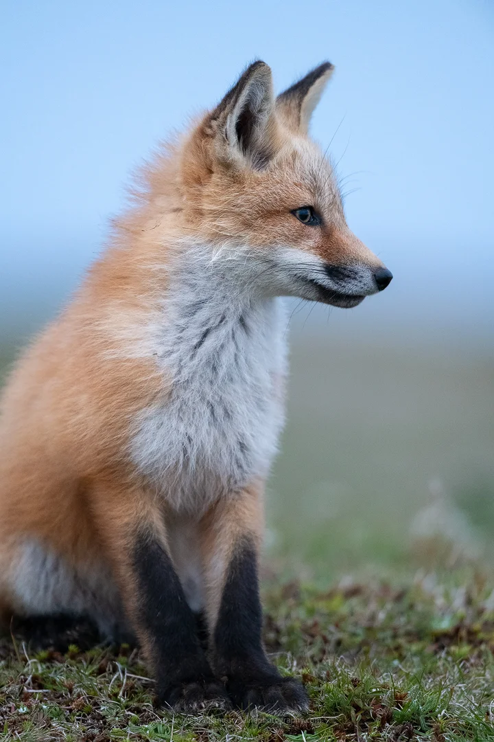 2019_Fox_July_2.jpg