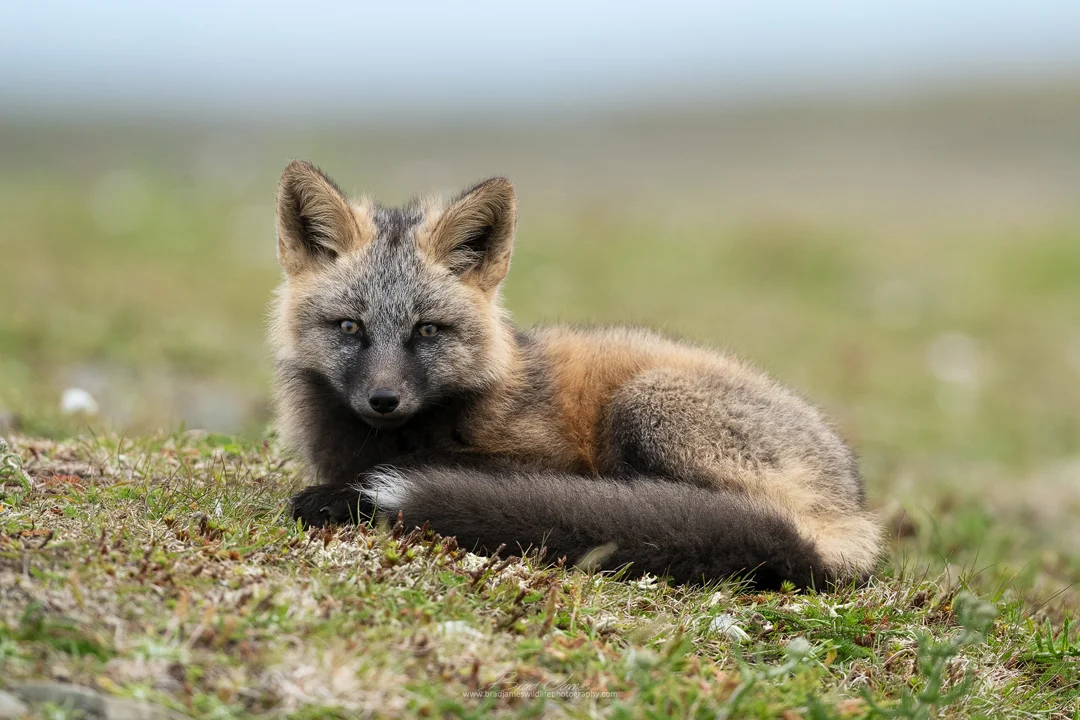 2019_CrossFox_July_1.jpg