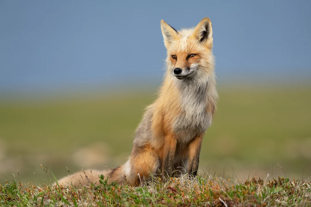 2019_Fox_July_7.jpg
