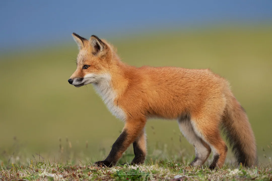 2019_Fox_July_1.jpg