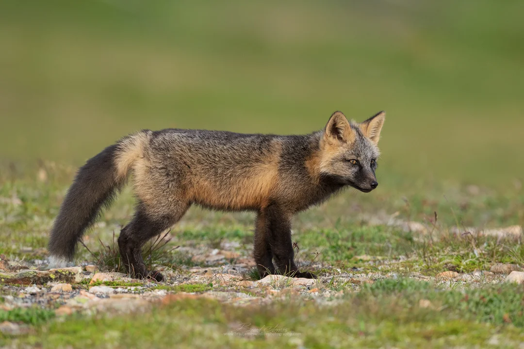 2019_CrossFox_July_2.jpg
