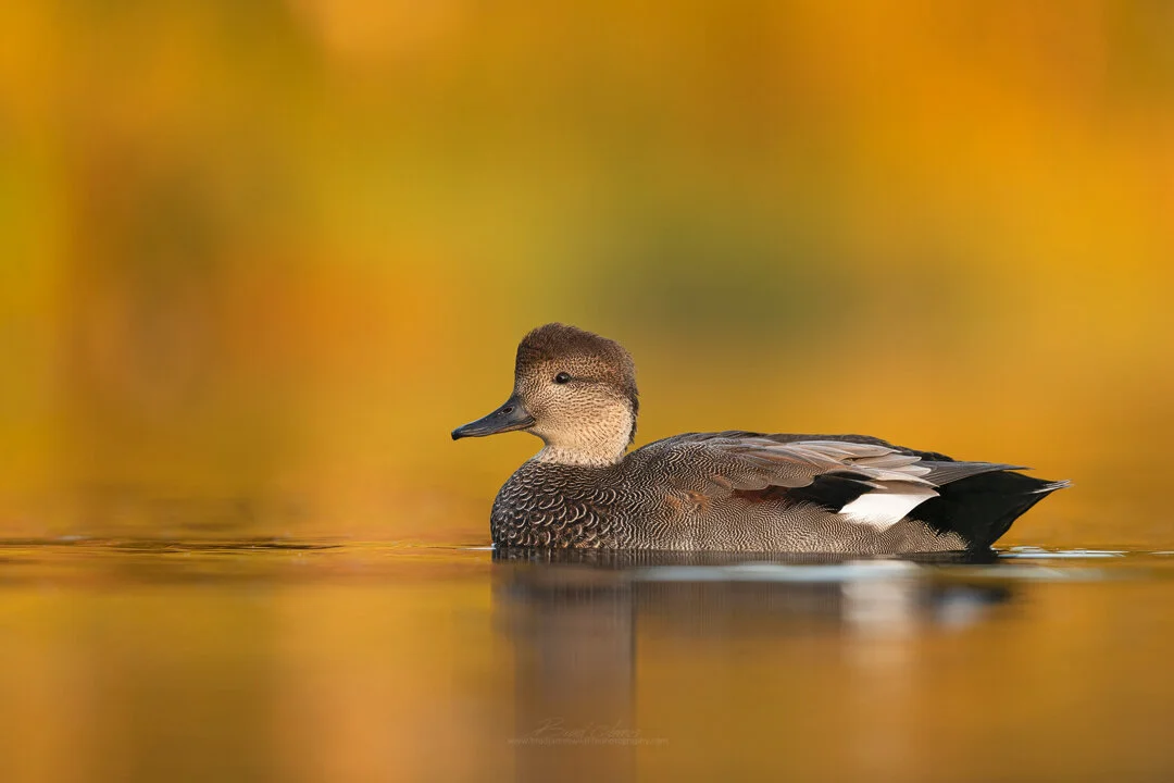 2019_Gadwall_Sept_1.jpg