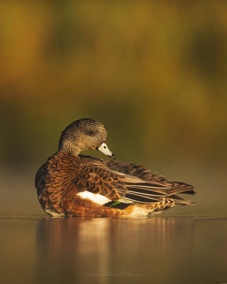 2019_AmericanWigeon_Sept_2.jpg