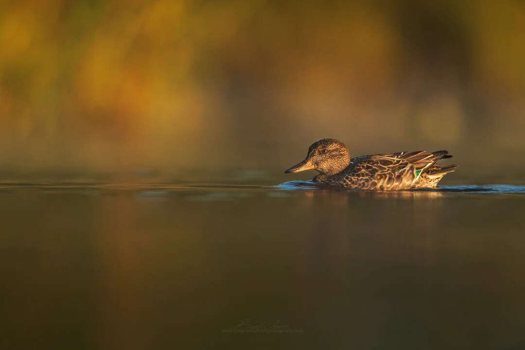 2019_GreenWingTeal_Sept_1.jpg