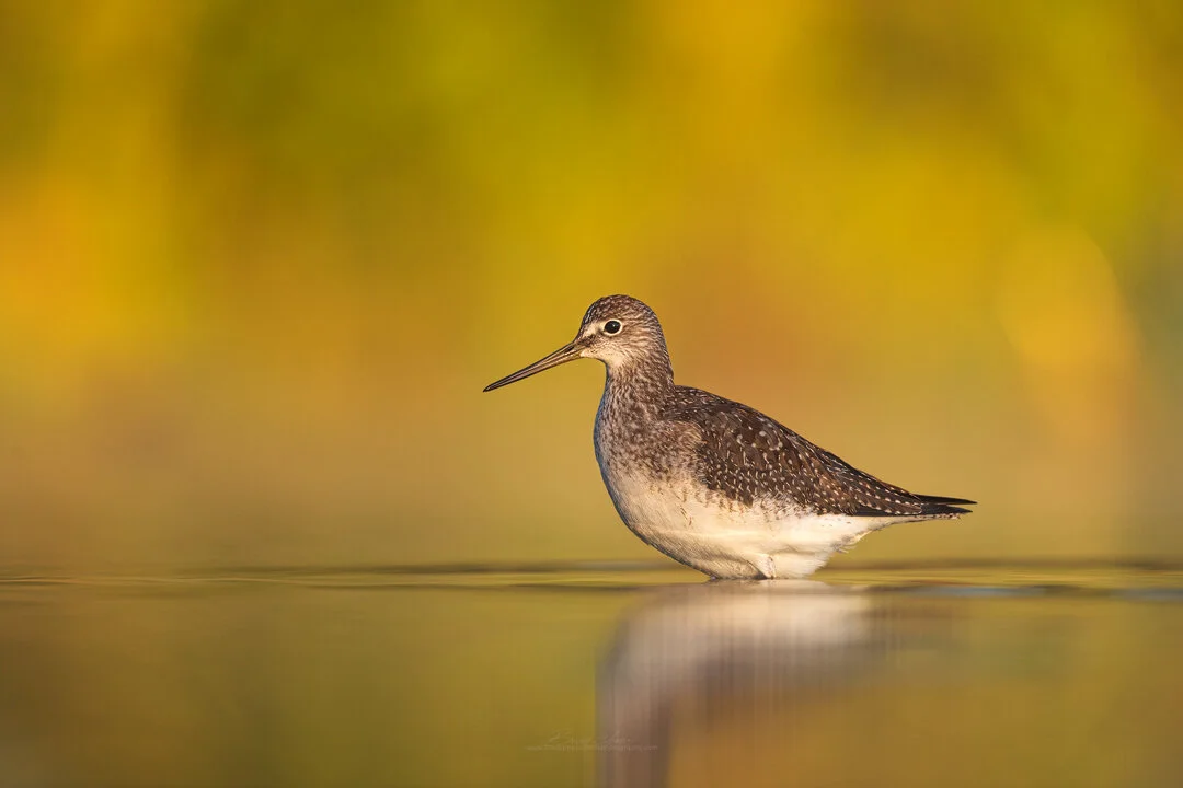 2018_YellowLegs_Sept_4.jpg