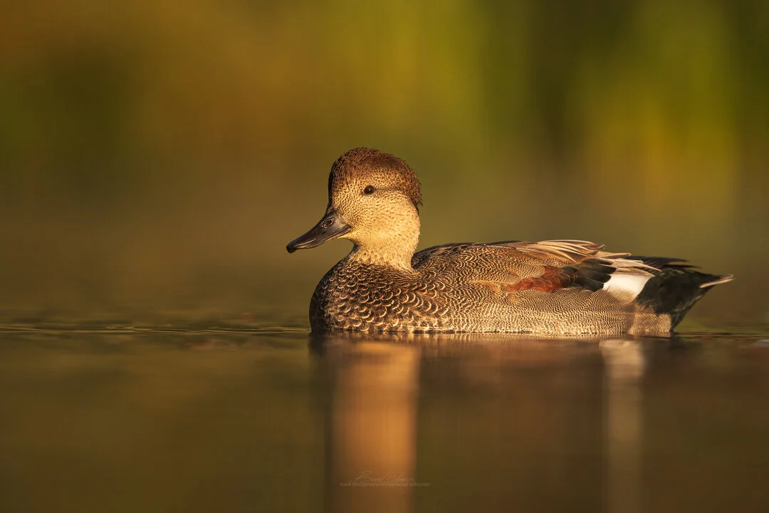 2019_Gadwall_Sept_2.jpg