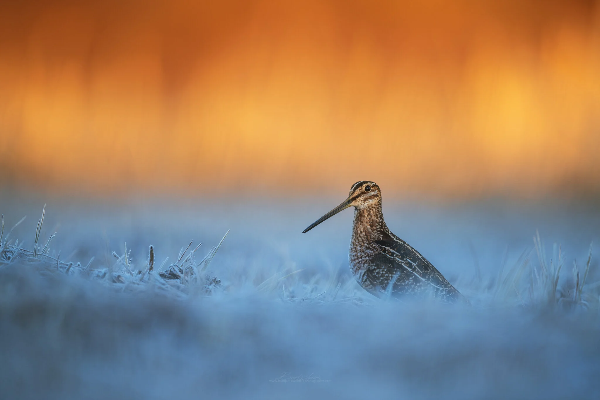 2020_WilsonSnipe_May_1.jpg