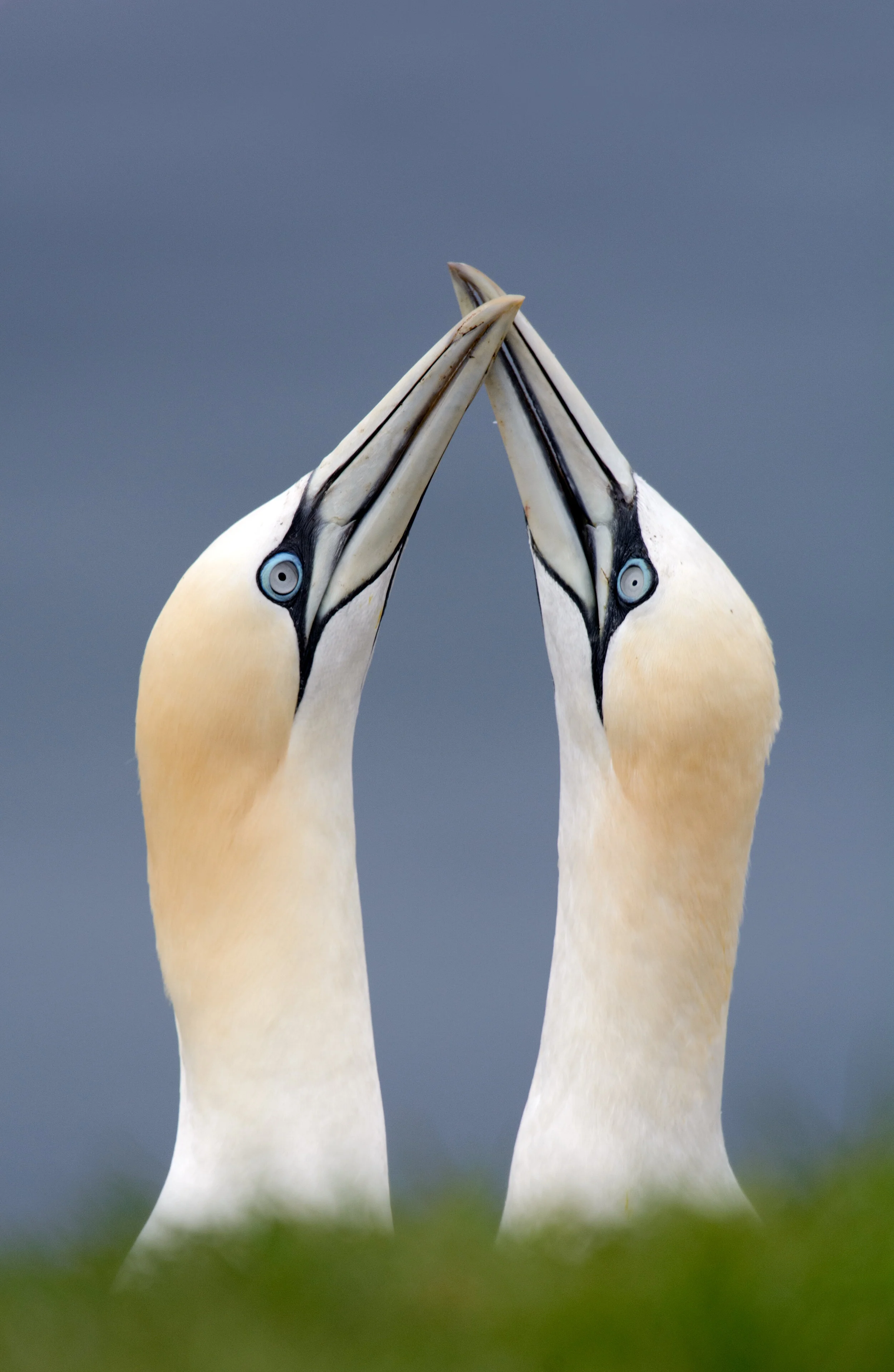 2014_NortherGannet_Junel_1HiRes.jpg