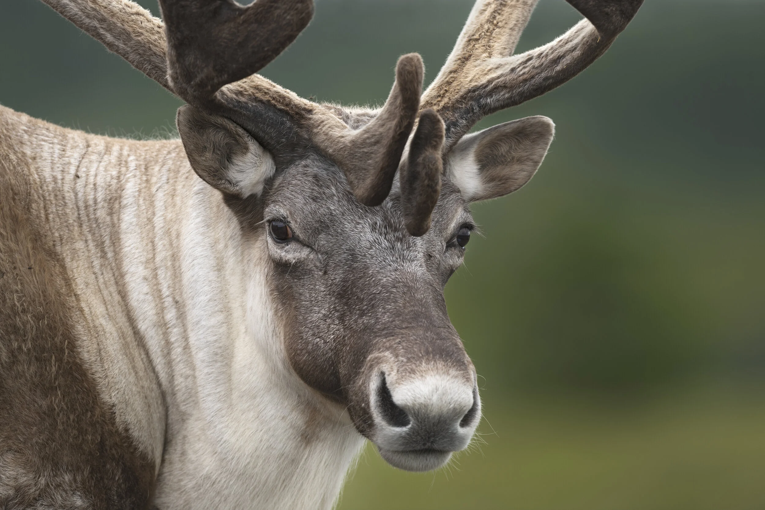 2019_Caribou_Aug_7print.jpg