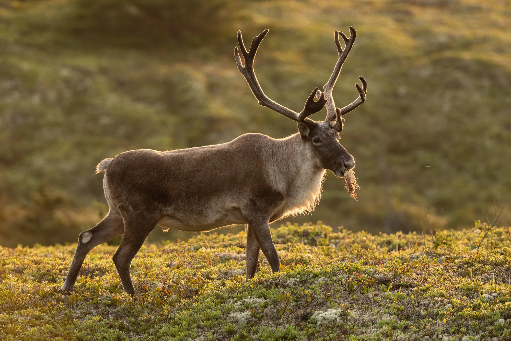 BradJames_WoodlandCaribou.jpg
