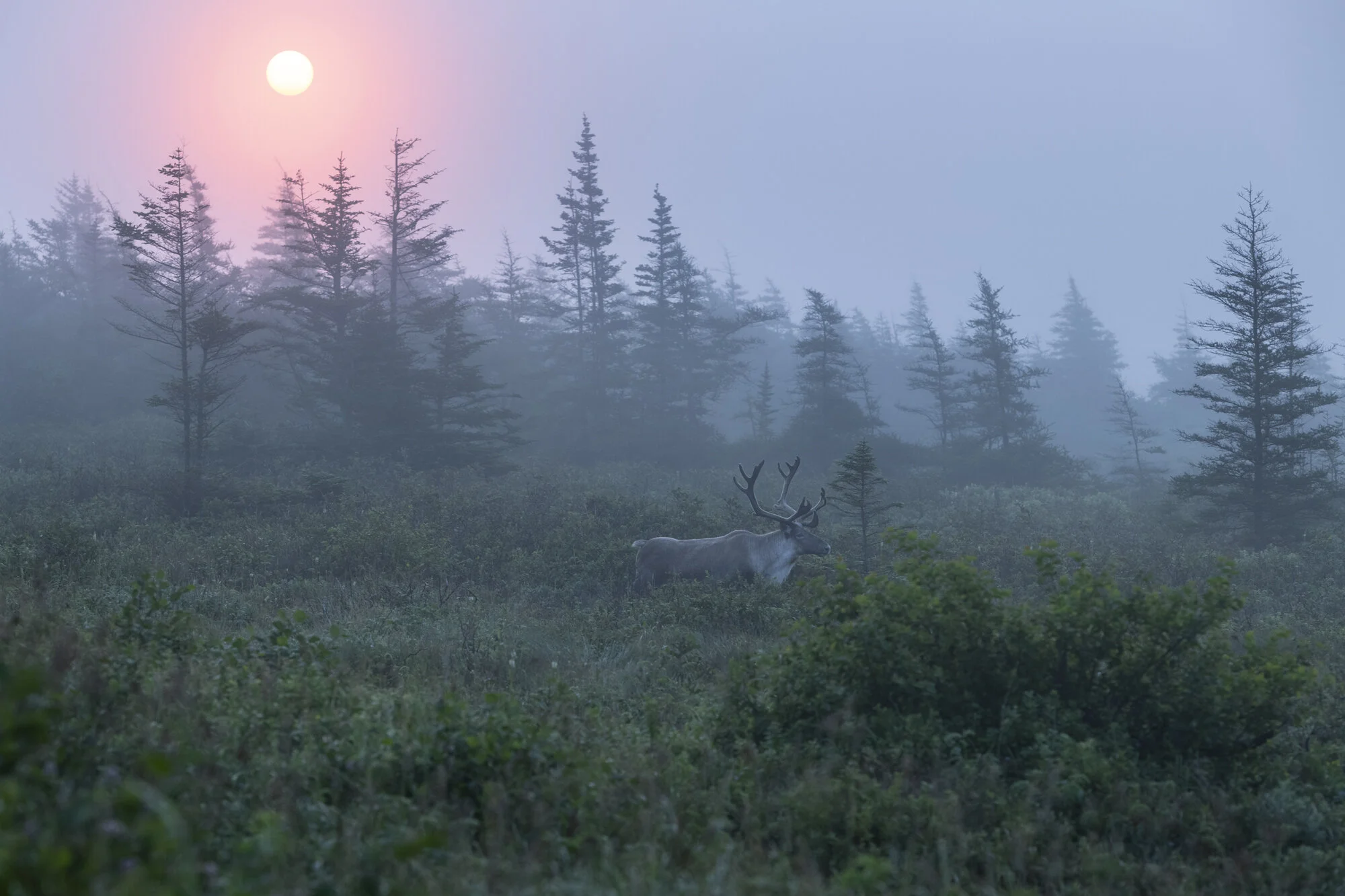 BradJames_WoodlandCaribou2.jpg