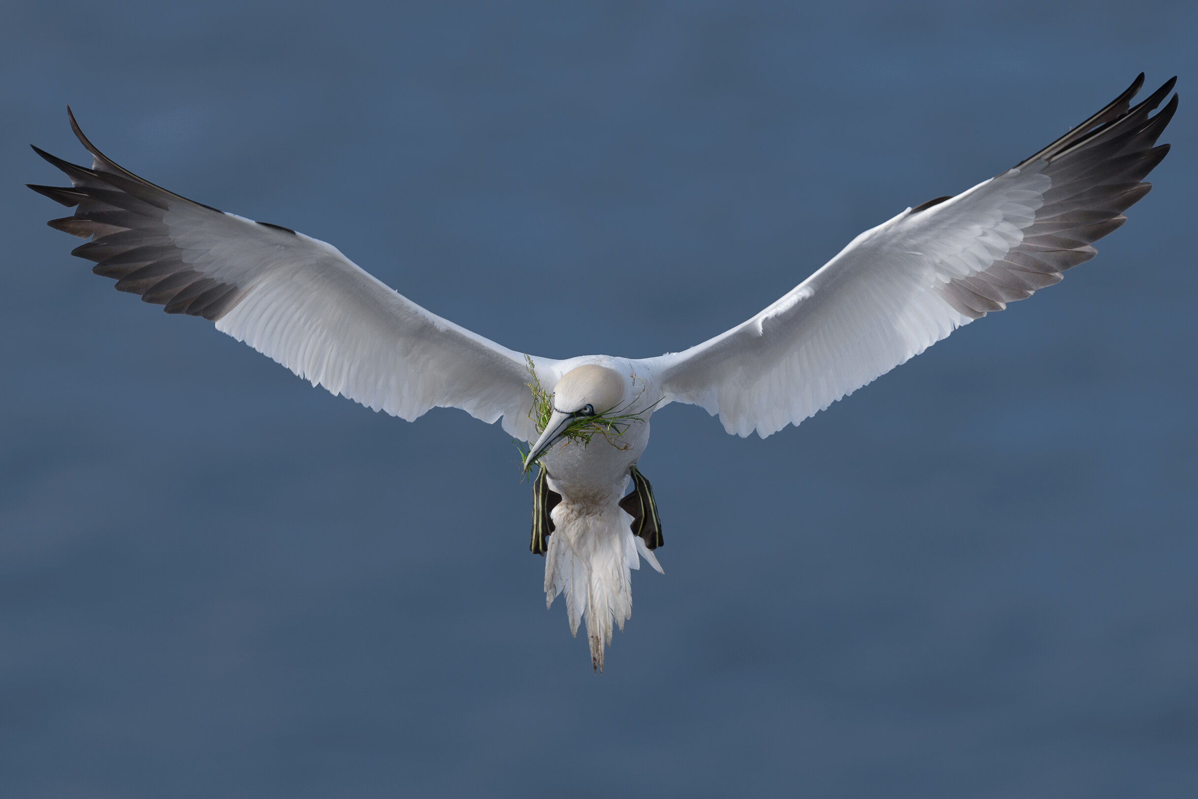 2016_NortherGannet_July_3a.jpg