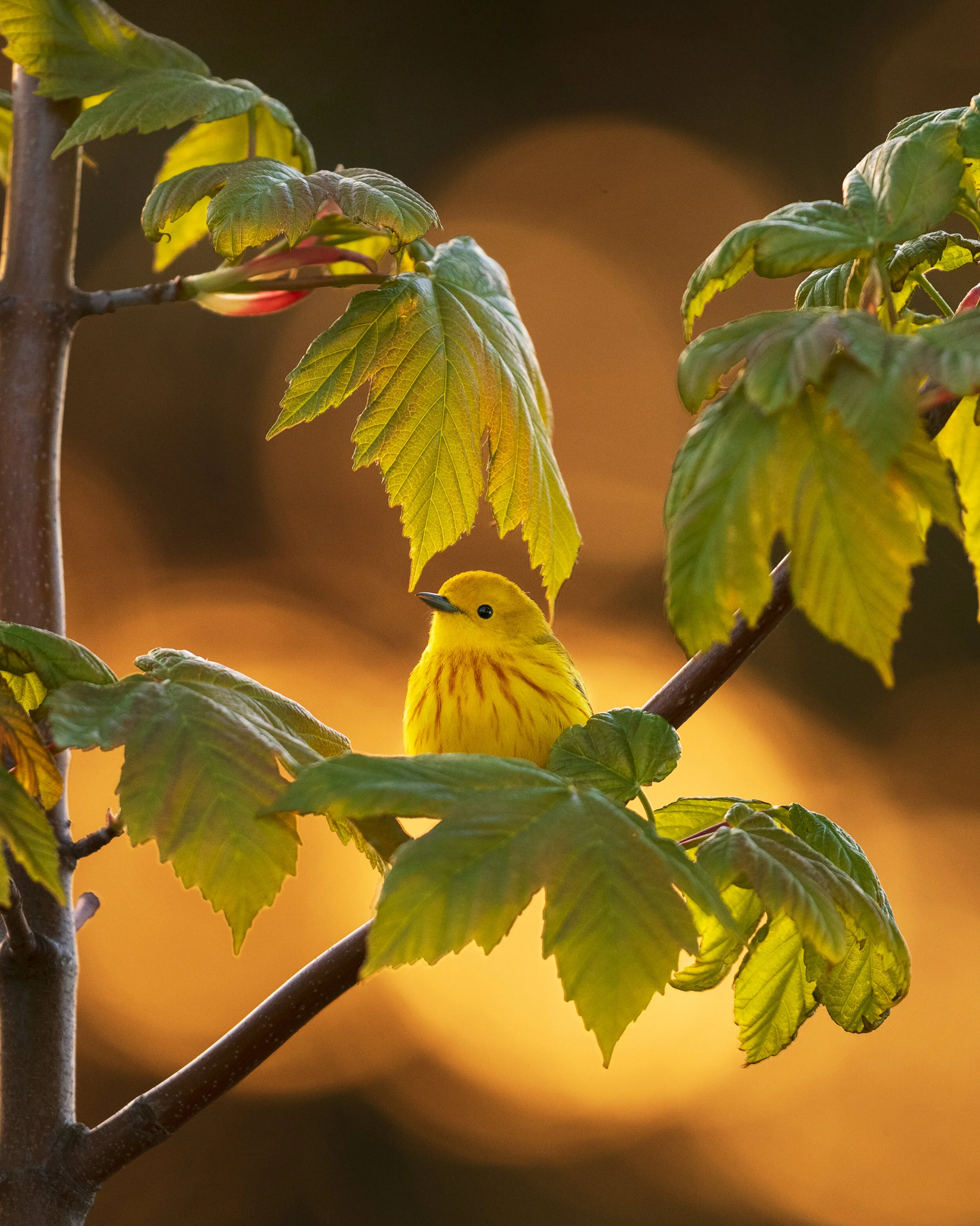 2021_YellowWarbler_May_5WS.jpg