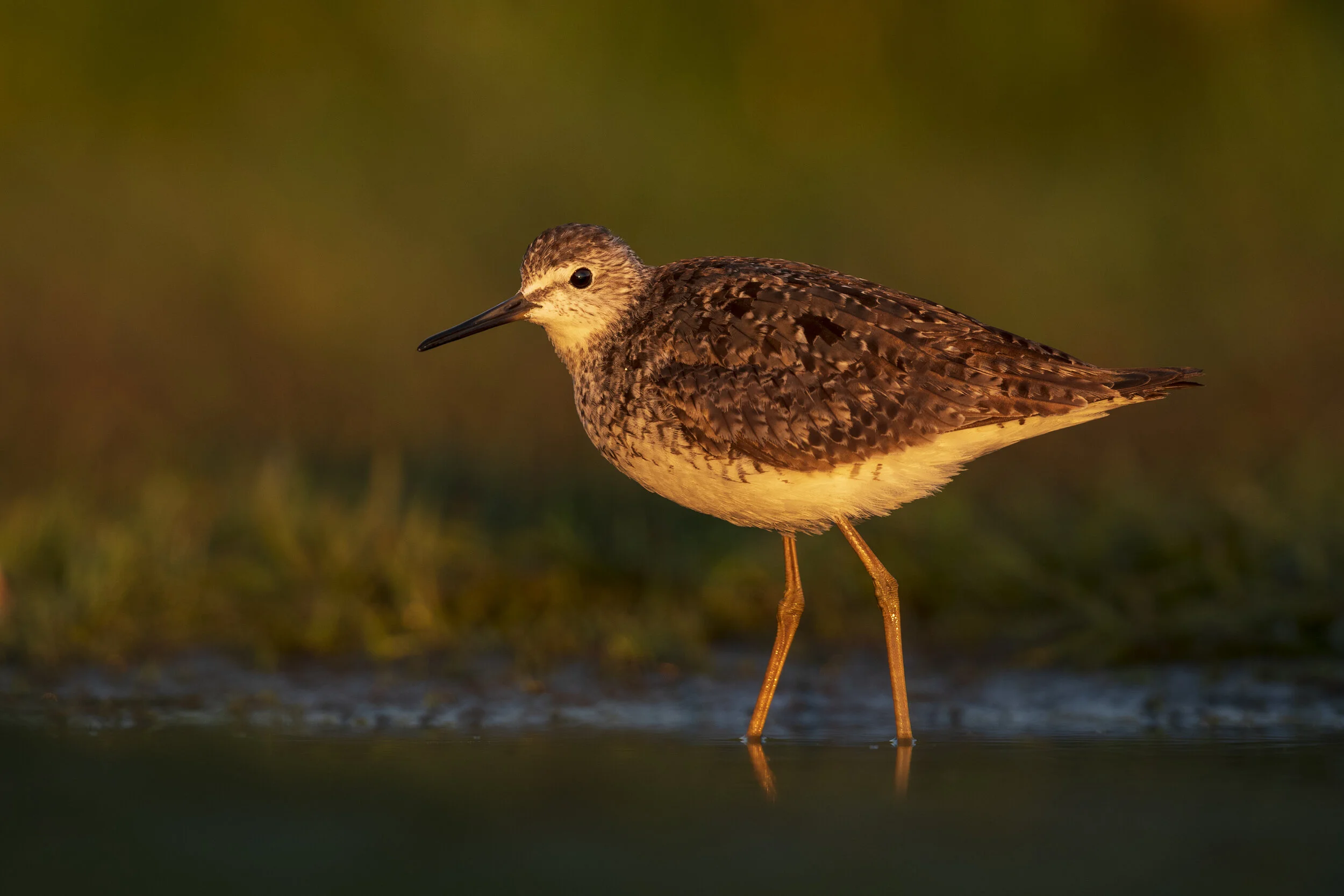 LesserYellowlegs.jpg