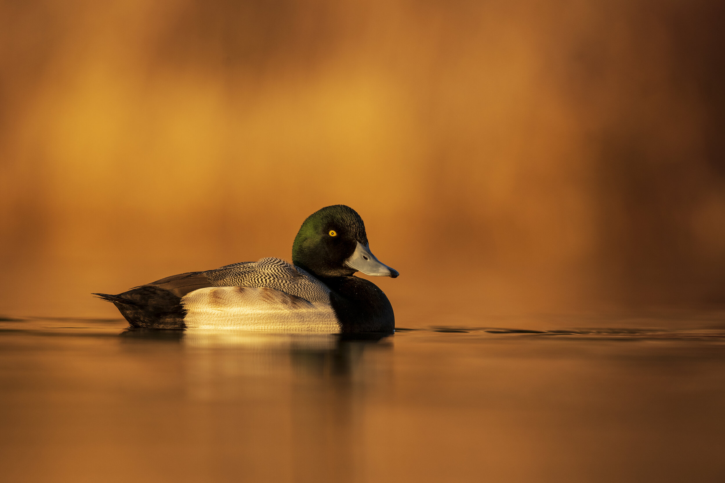 GreaterScaup.jpg