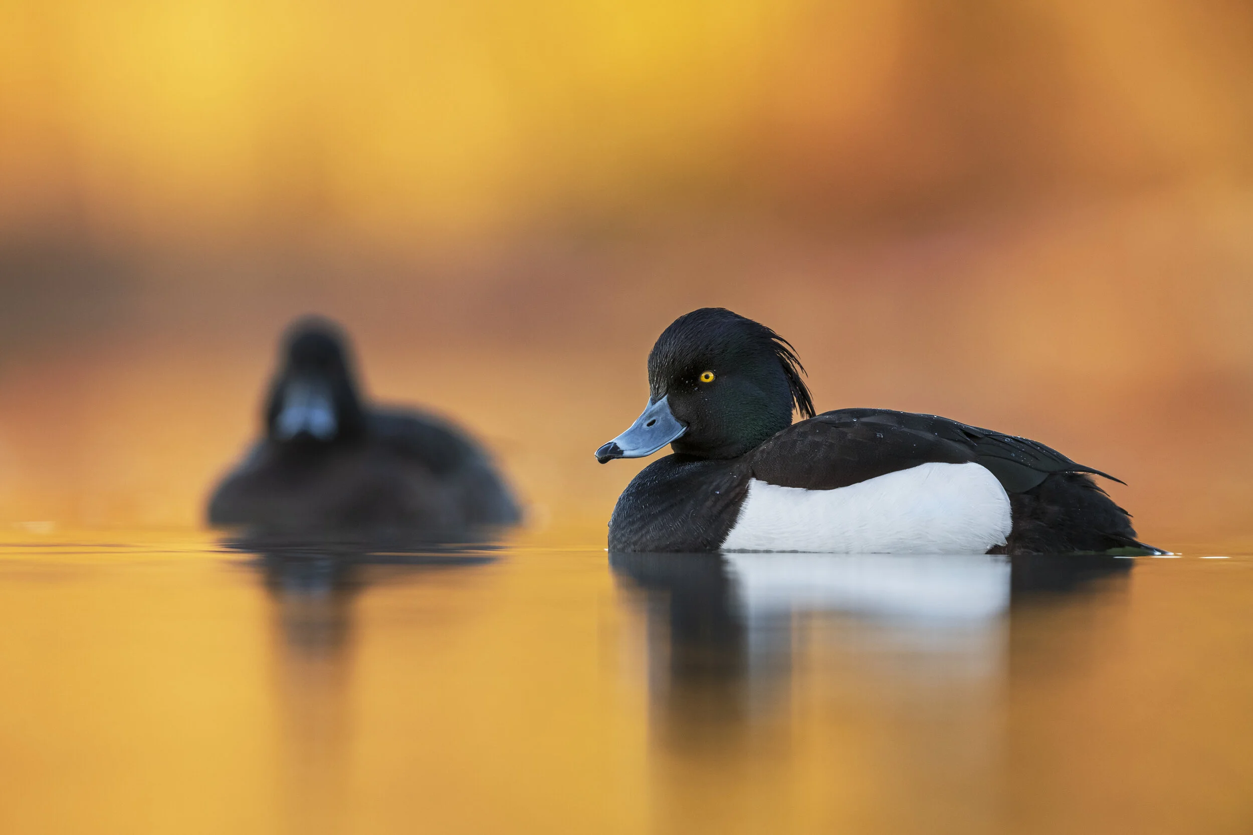 TuftedDuckMale_Female.jpg