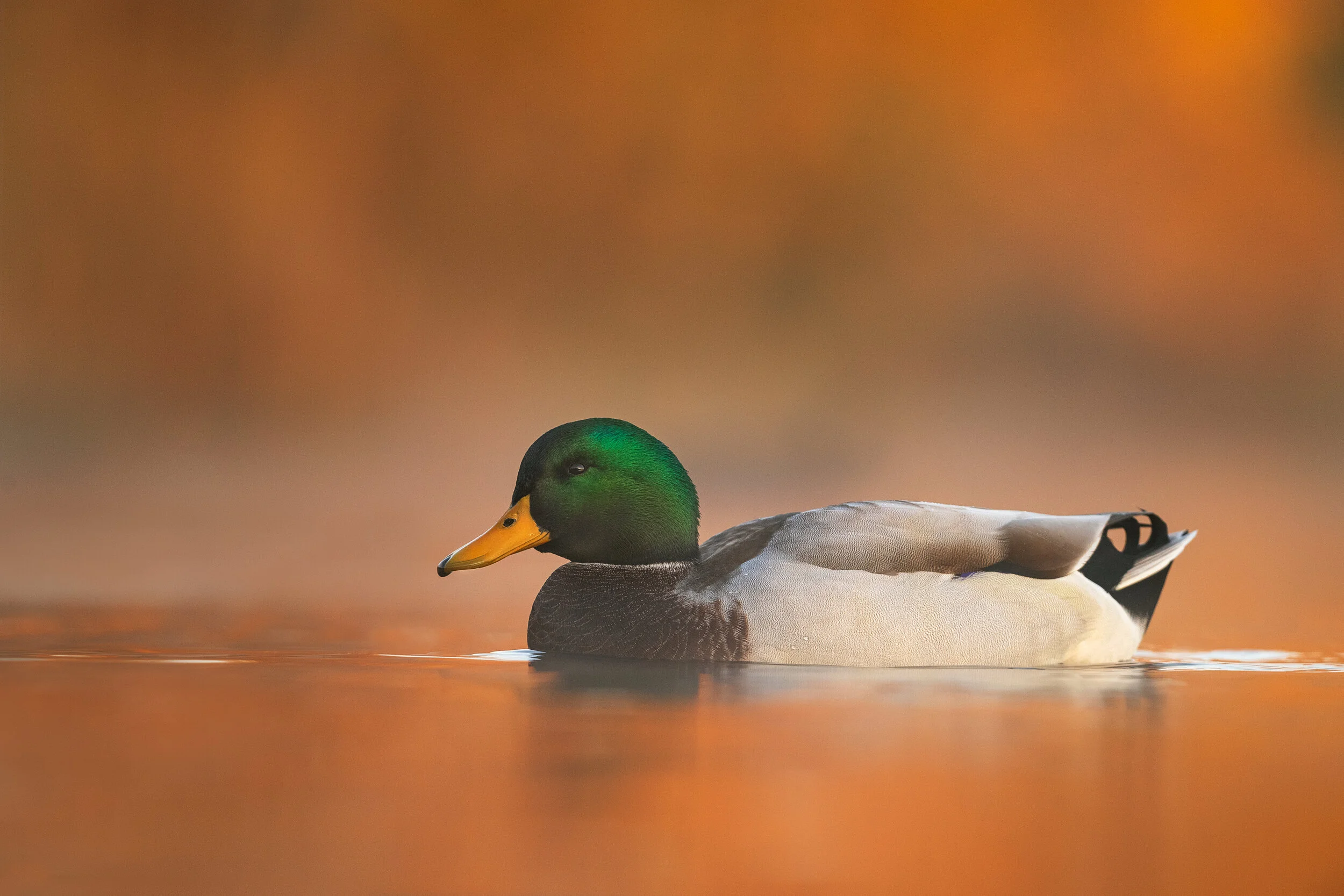 2020_Mallard_Oct_4WS.jpg