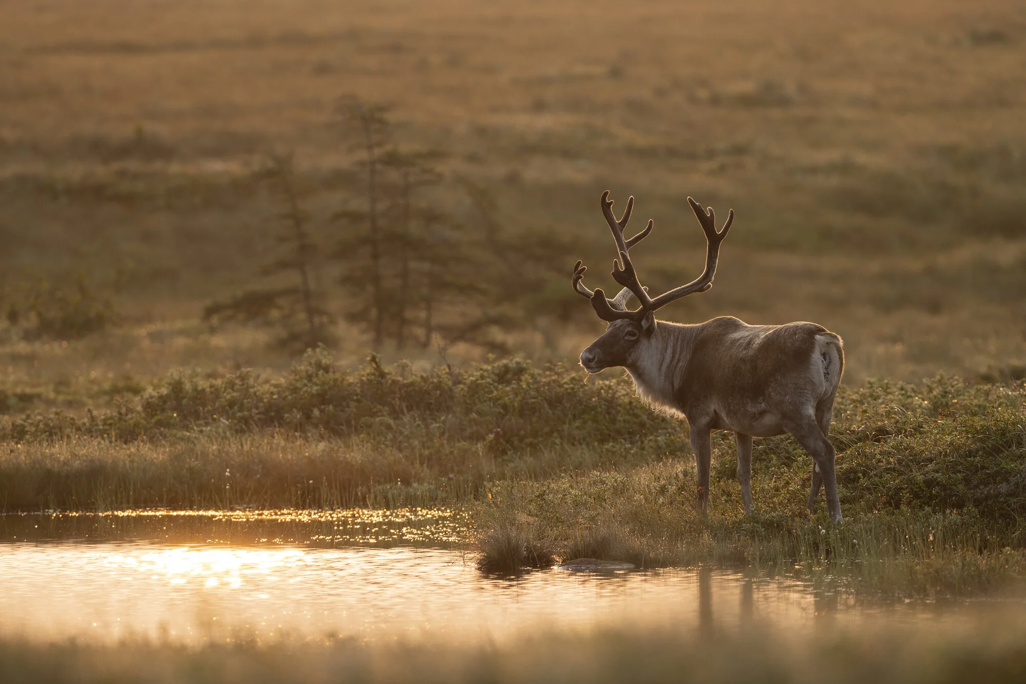BradJames_WoodlandCaribou1.jpg