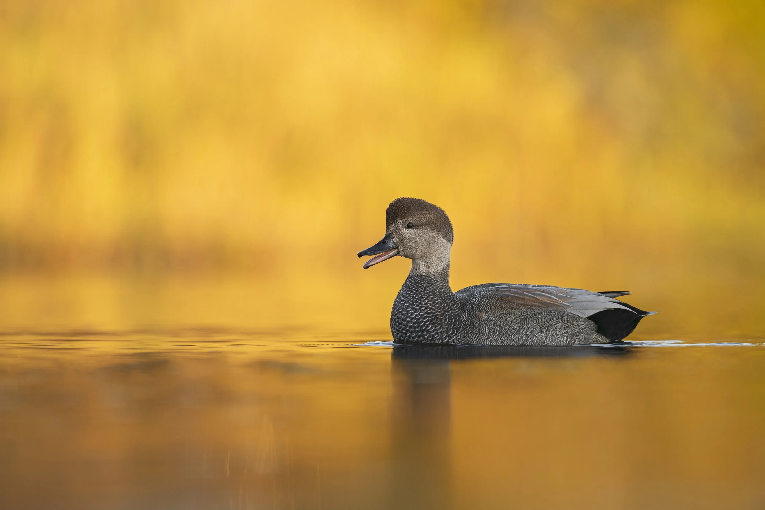 2019_Gadwall_Oct_1_Print.jpg