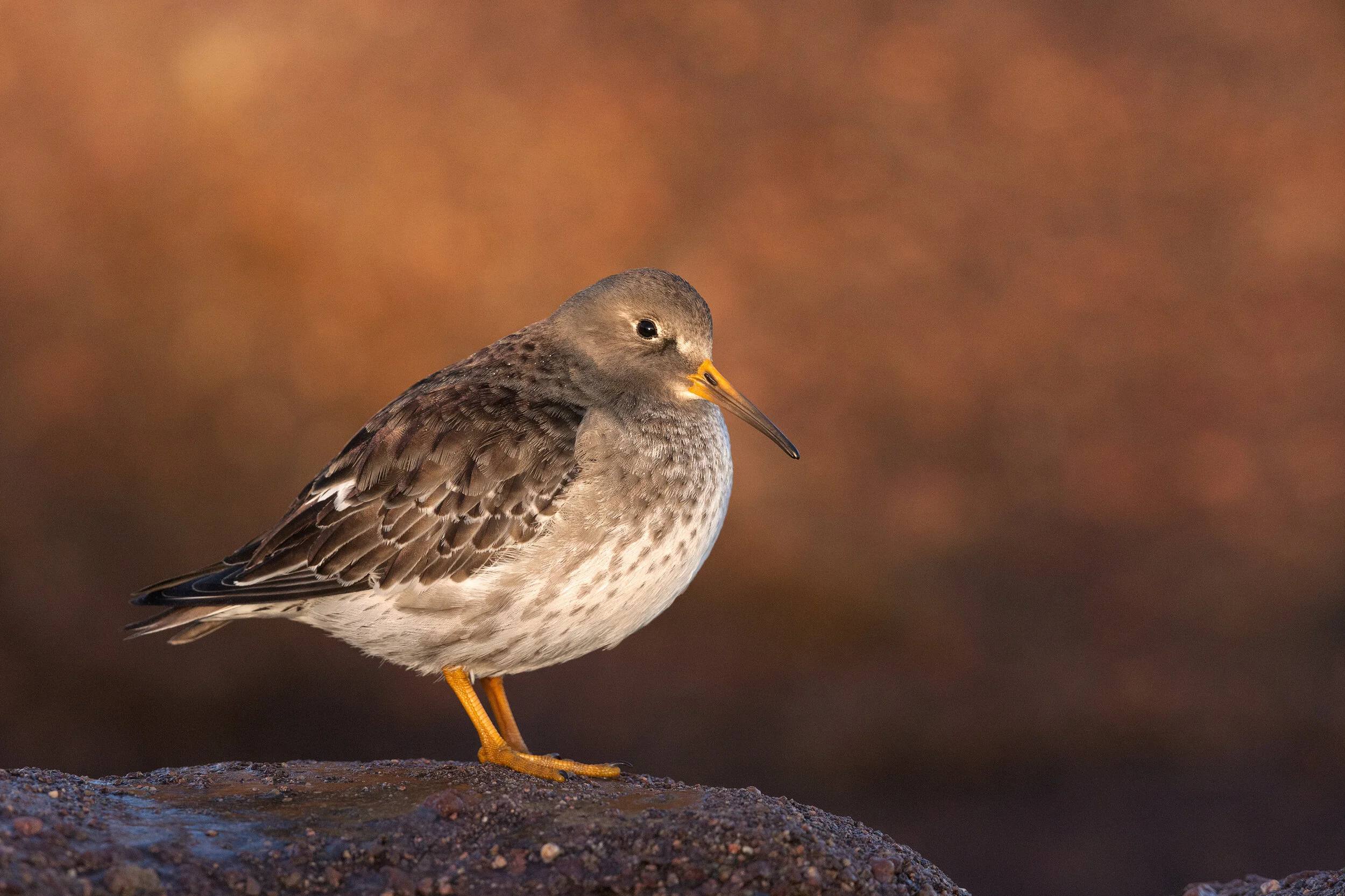 2015_Purple_Sandpiper_Jan_5WS.jpg