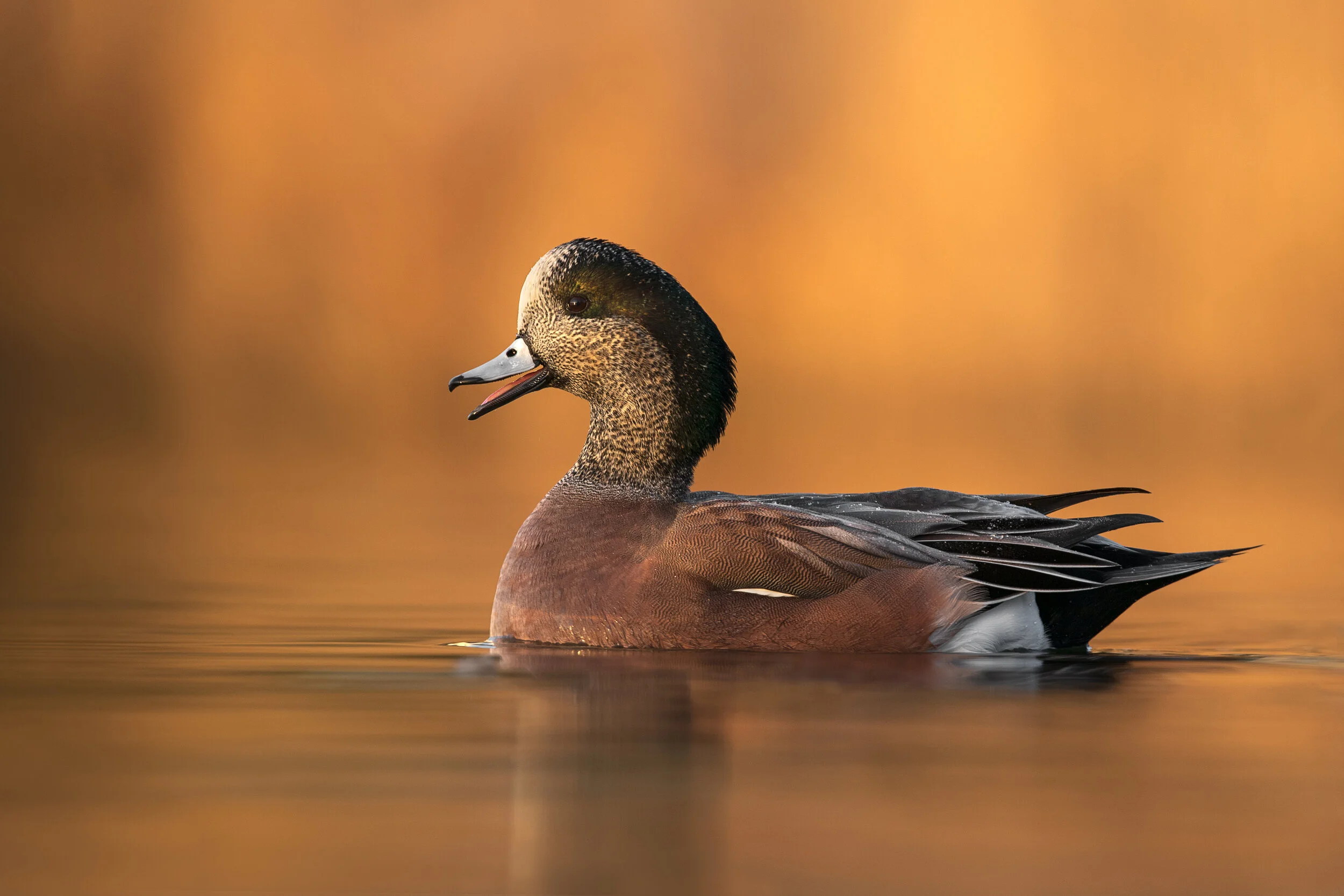 2019_AmericanWigeon_Nov_1WS.jpg