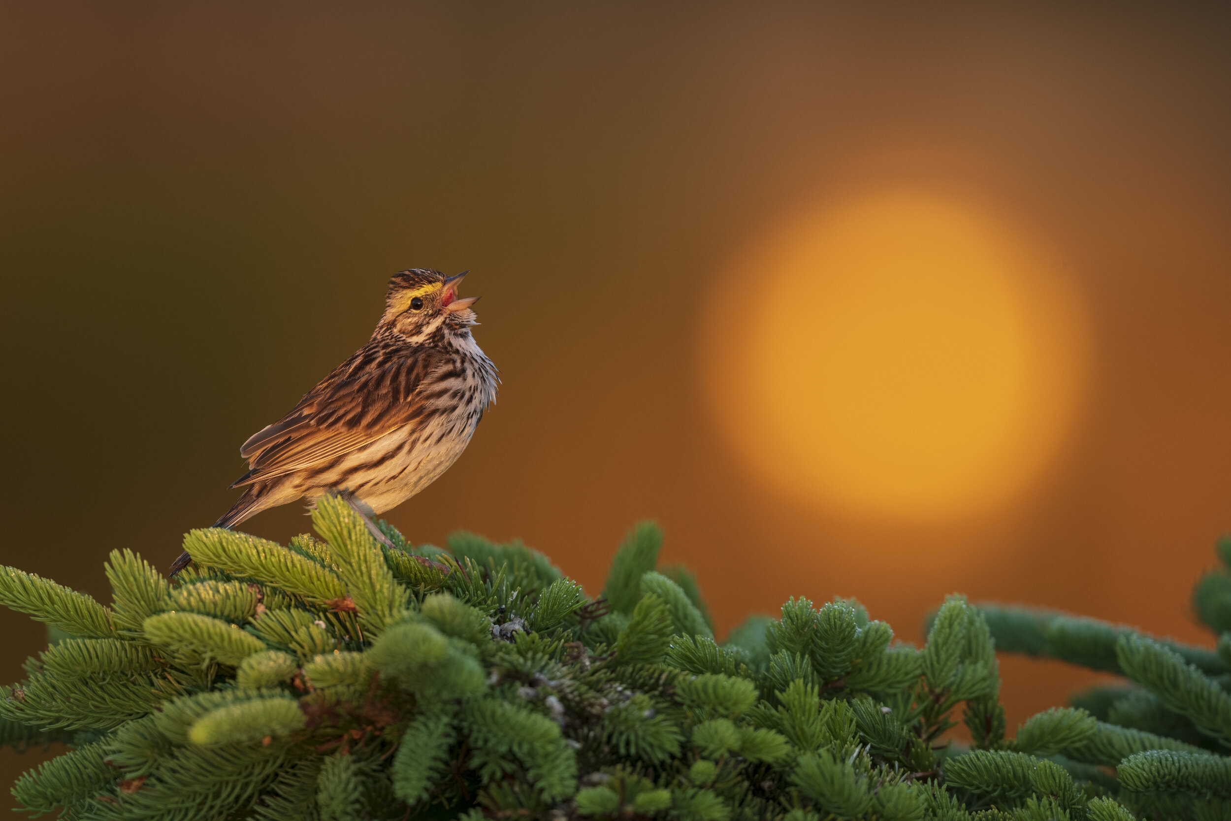 SavannahSparrow_BradJames_HighRes.jpg