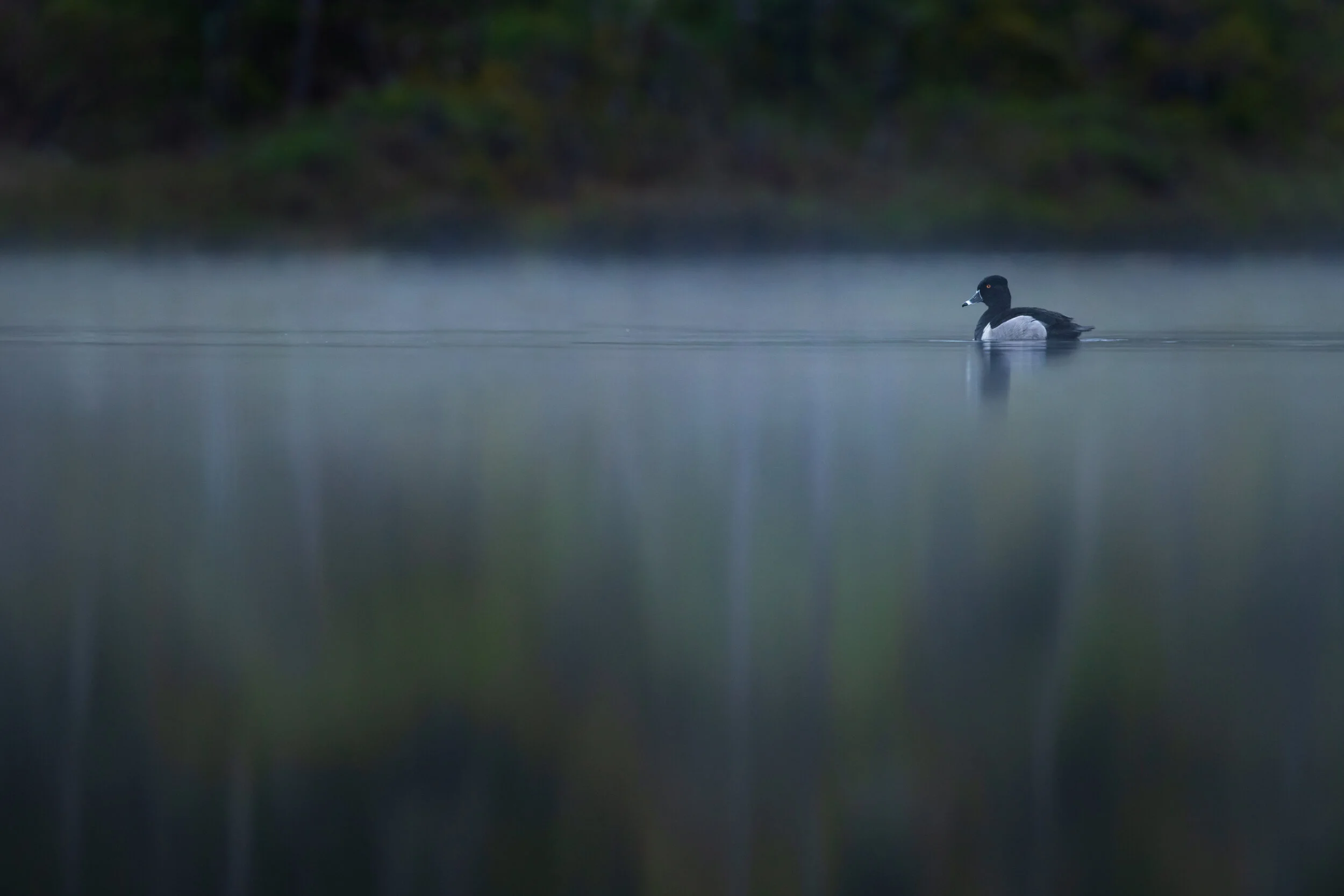 Brad James — Wildlife Photography