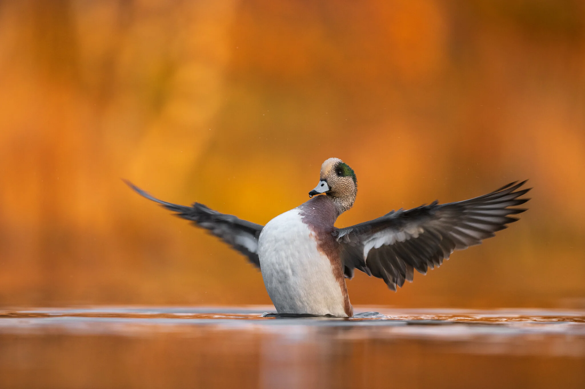 AmericanWigeon.jpg