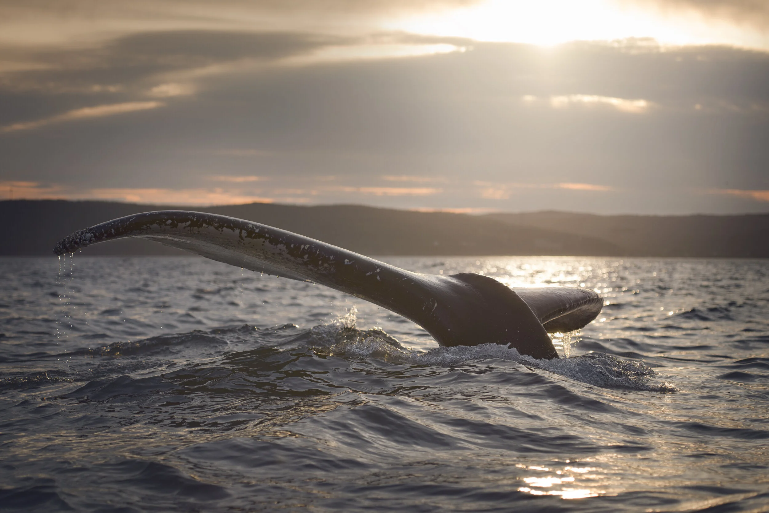 2017_Whale_July_1print.jpg