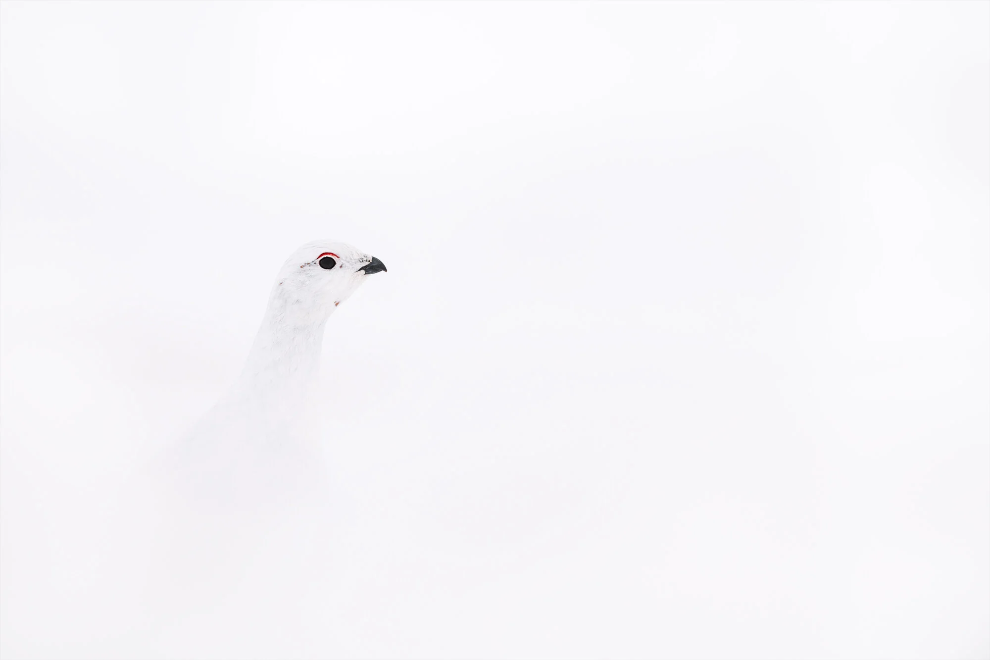 WillowPtarmiganPortrait.jpg
