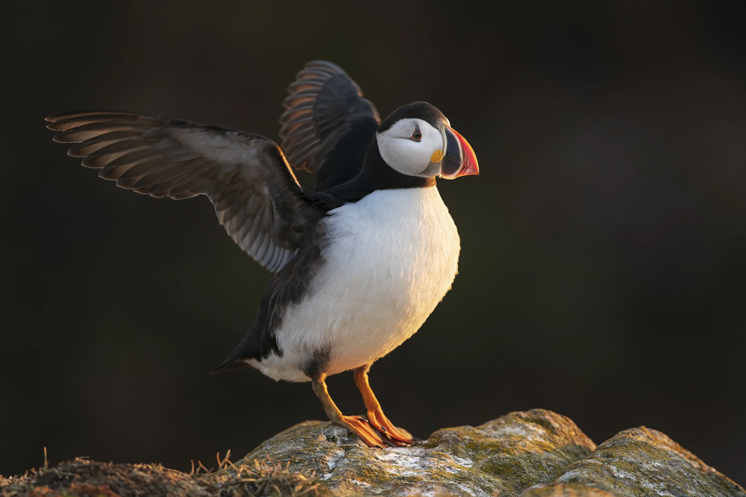 2021_AtlanticPuffin_July_4Print.jpg