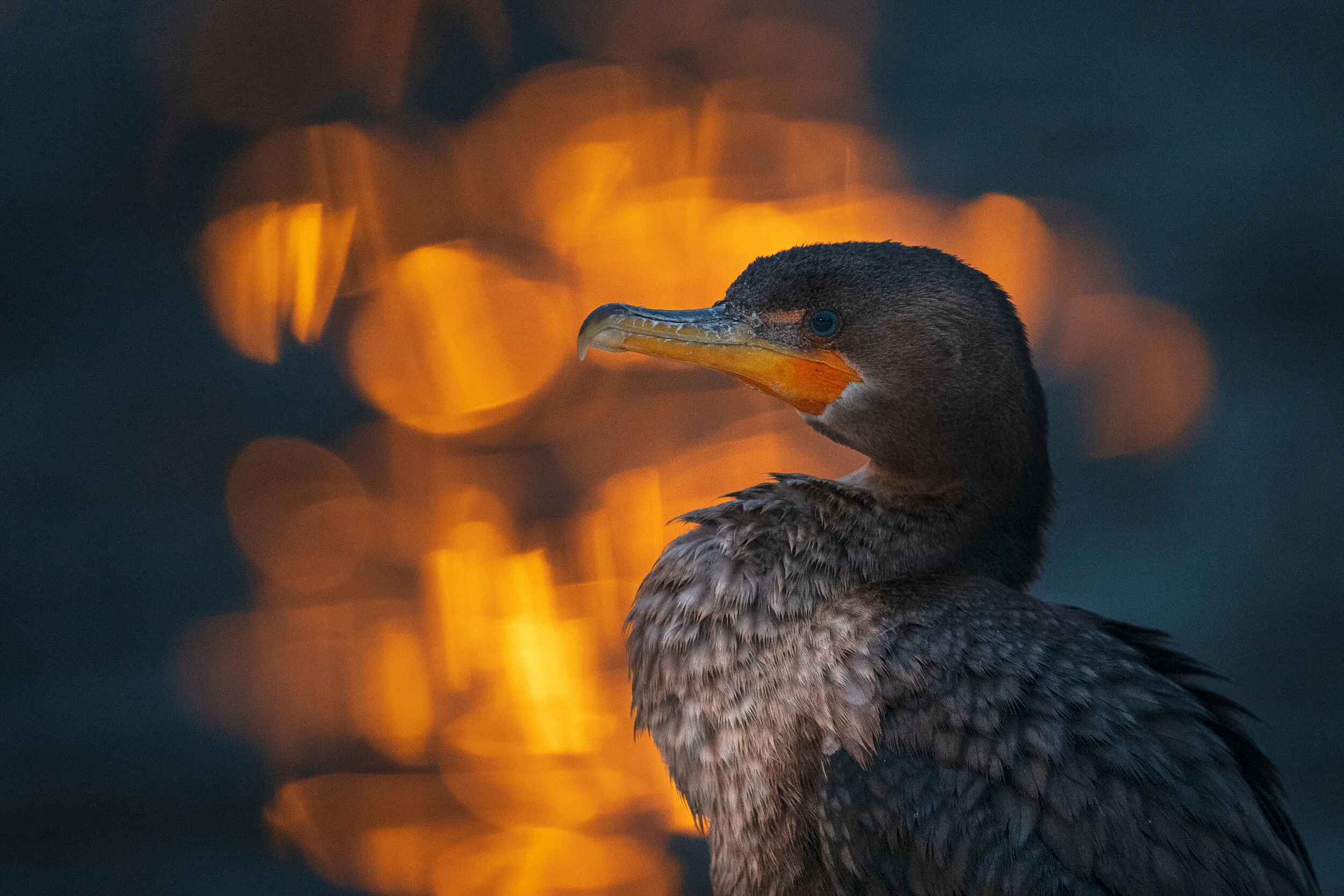 2021_DCCormorant_March_3WS.jpg