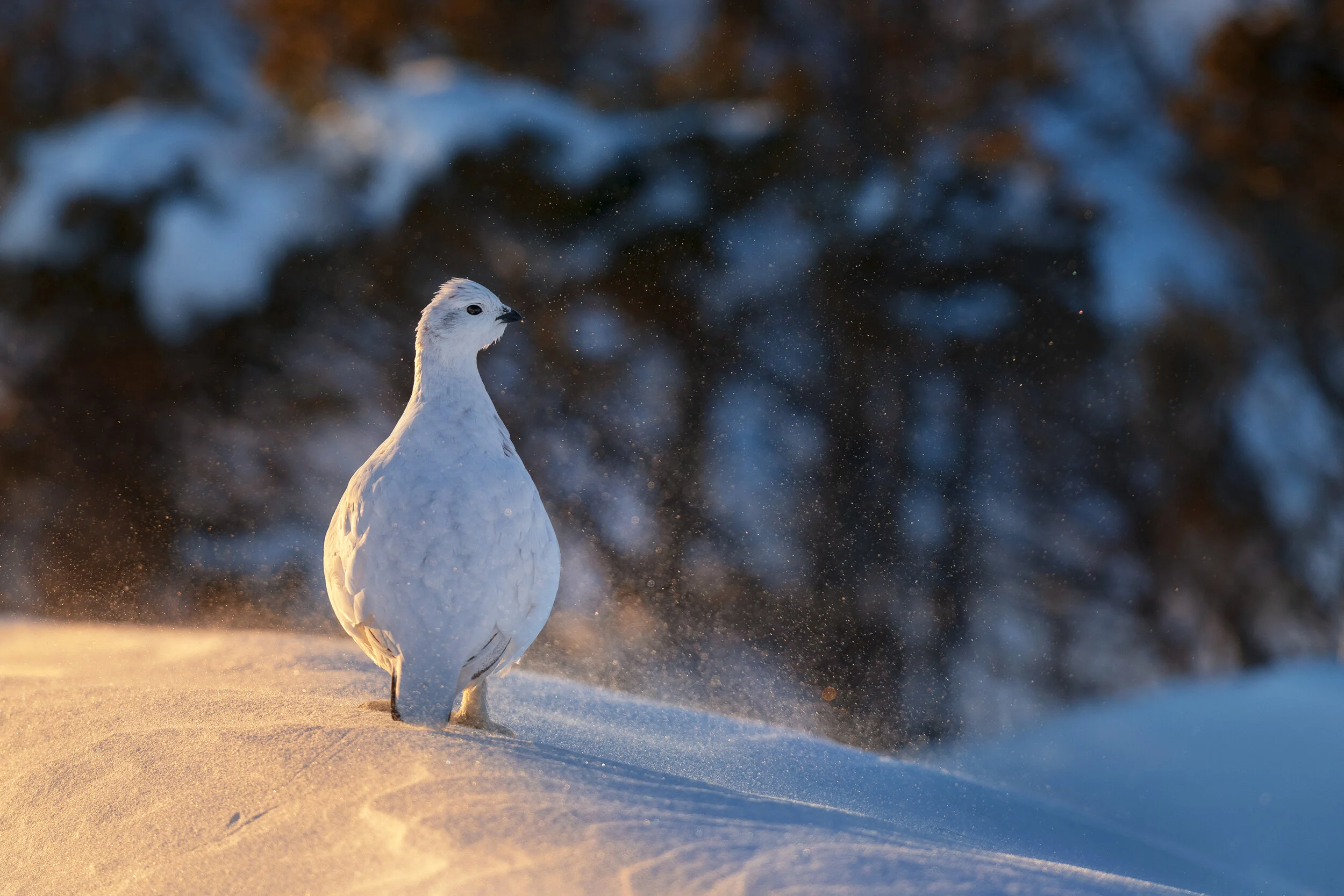 2020_WillowPtarmigan_Feb_8WS.jpg