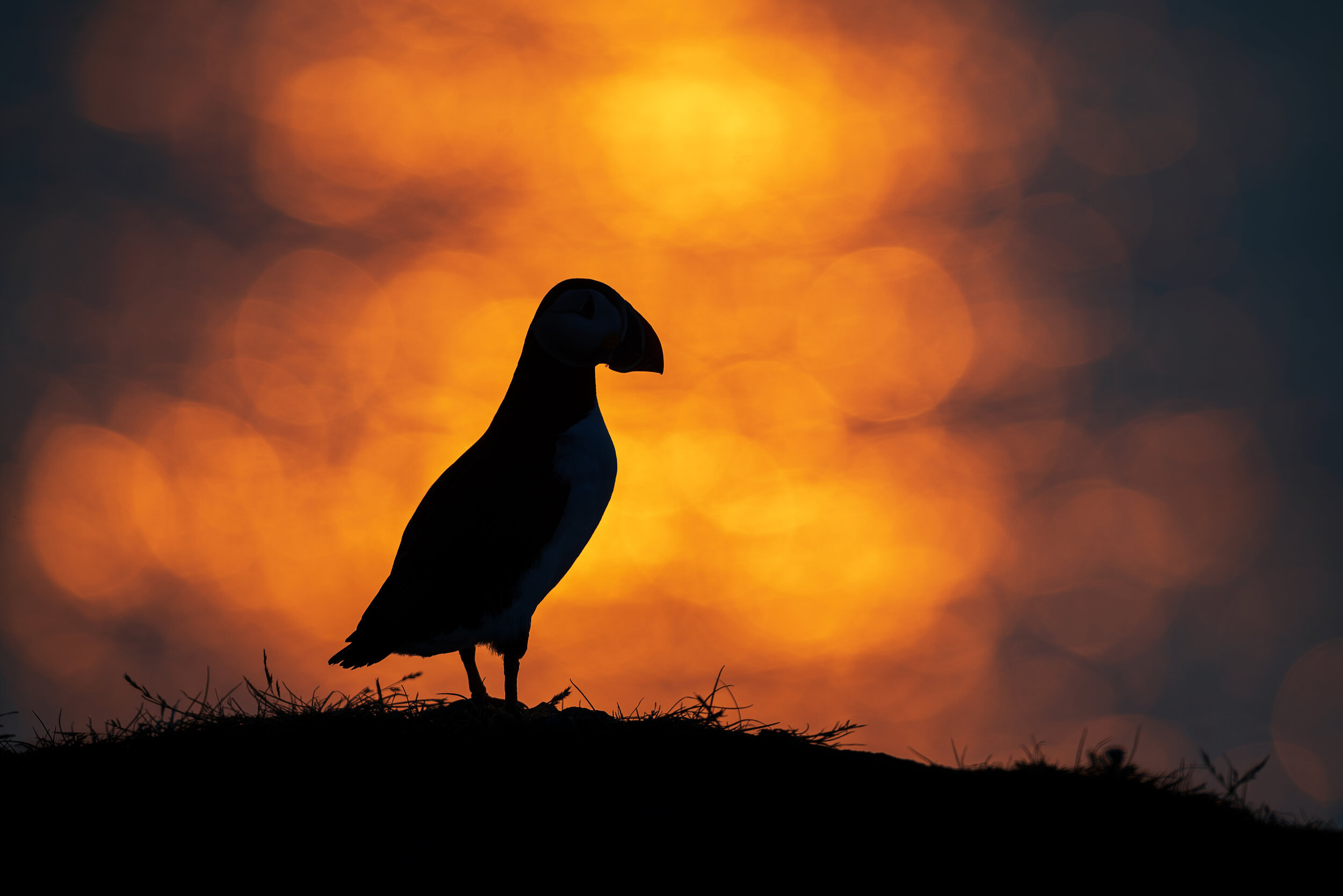 2021_AtlanticPuffin_July_18WS.jpg