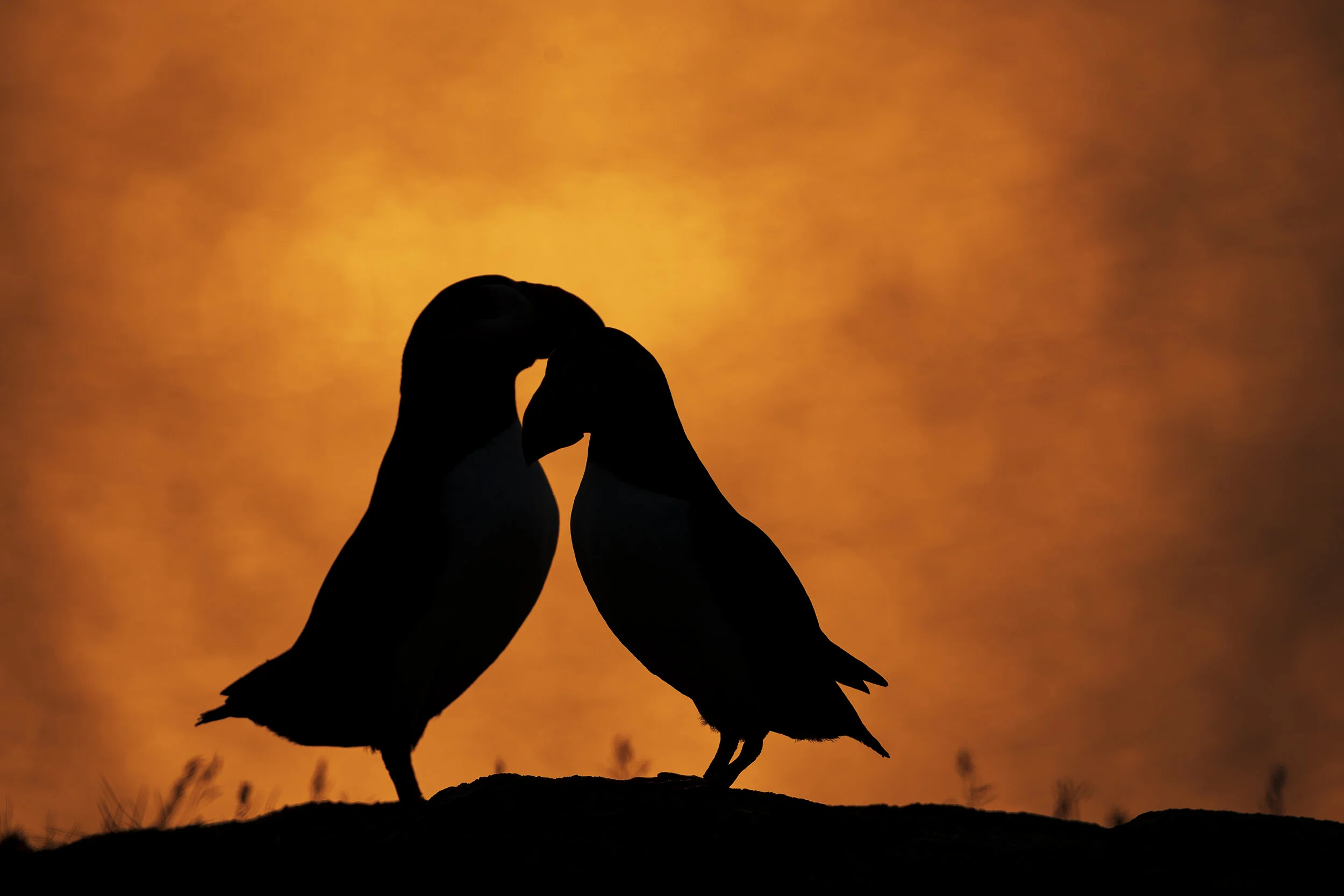 2021_AtlanticPuffin_July_8Print.jpg