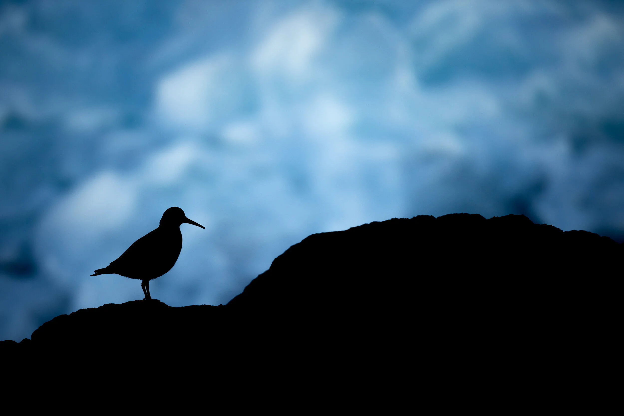 2021_Purple_Sandpiper_March_12WS.jpg