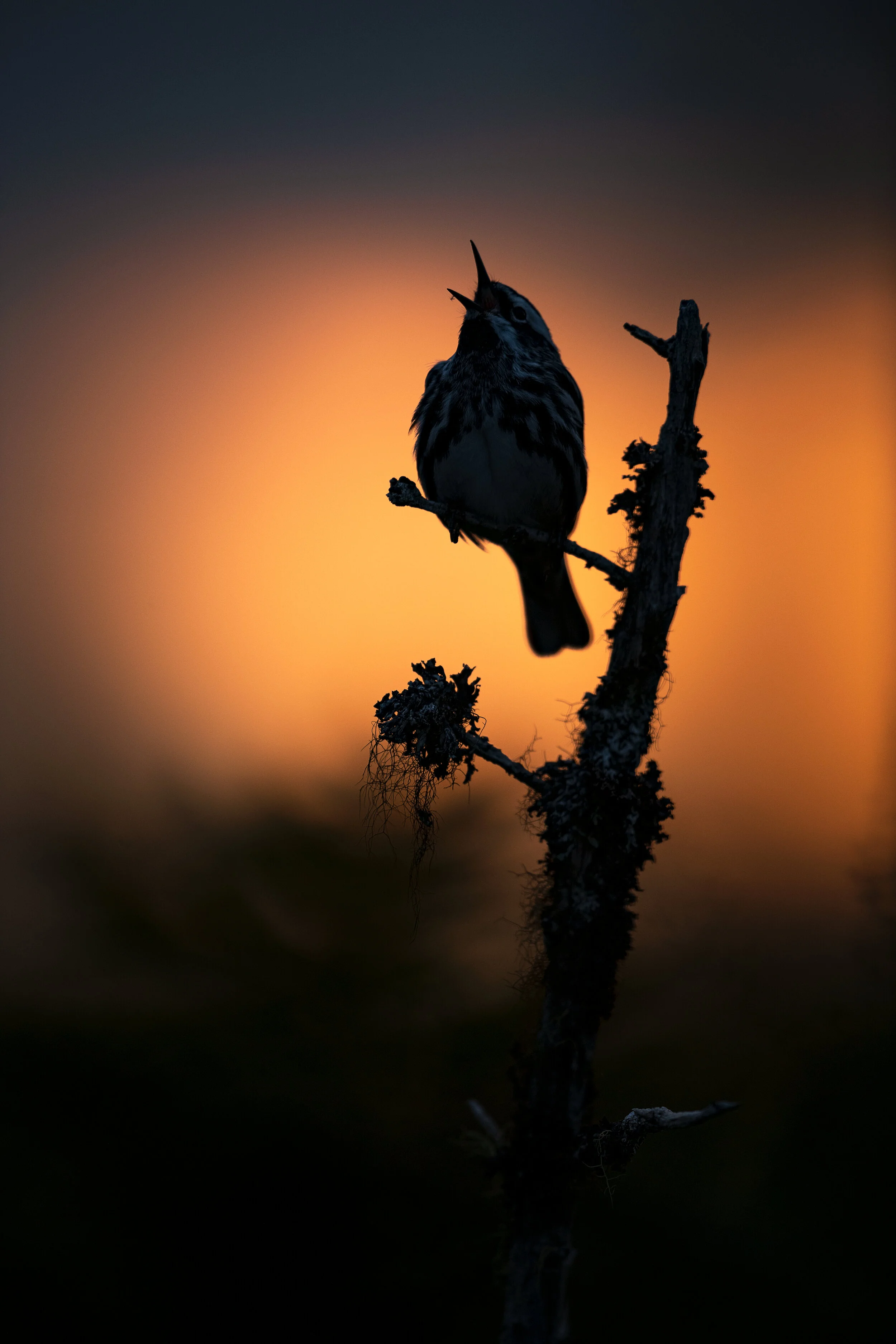 2021_BWWarbler_May_7WS.jpg