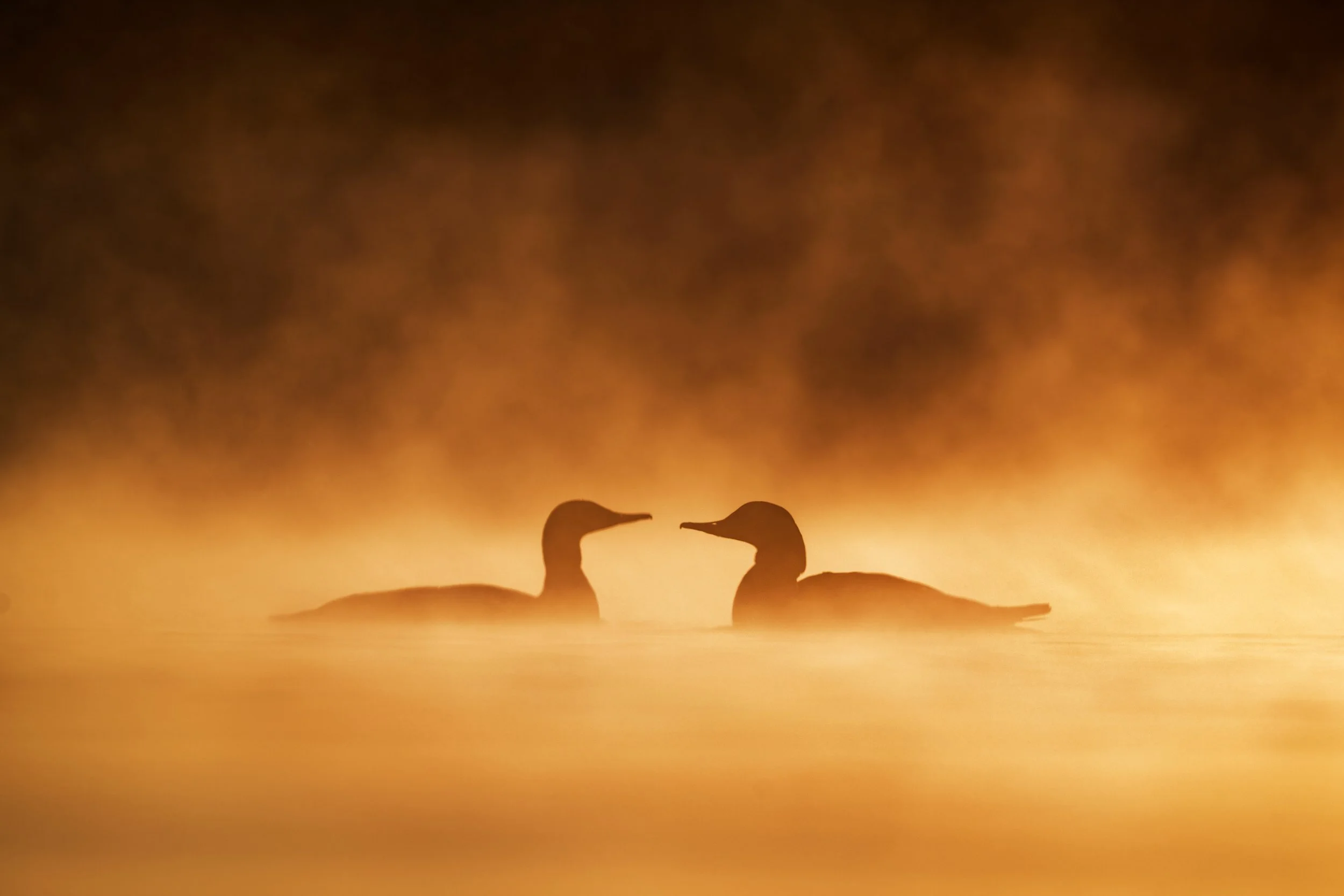 2020_CommonMerganser_Feb_3WS.jpg