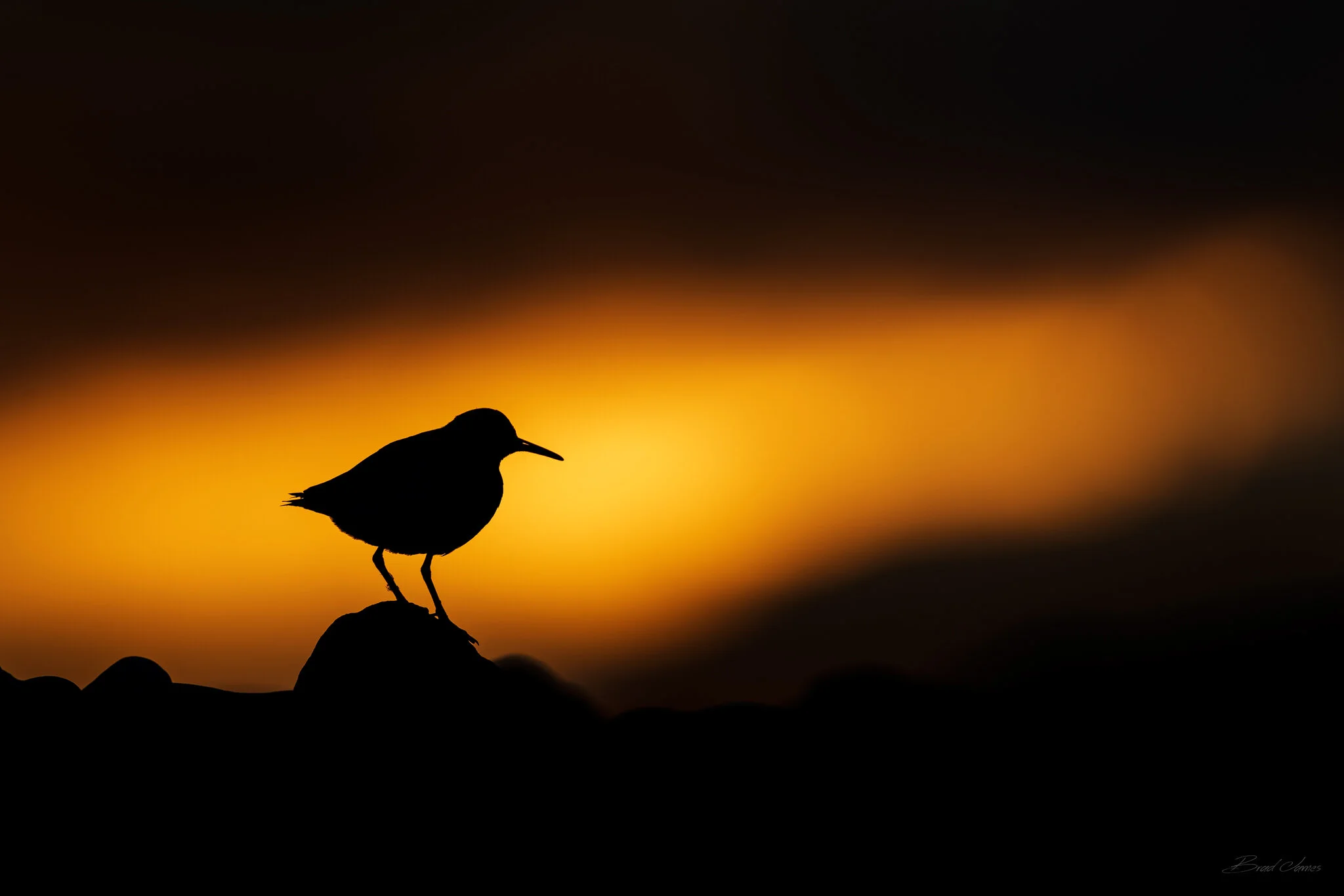 2020_SpottedSandpiper_July_3.jpg